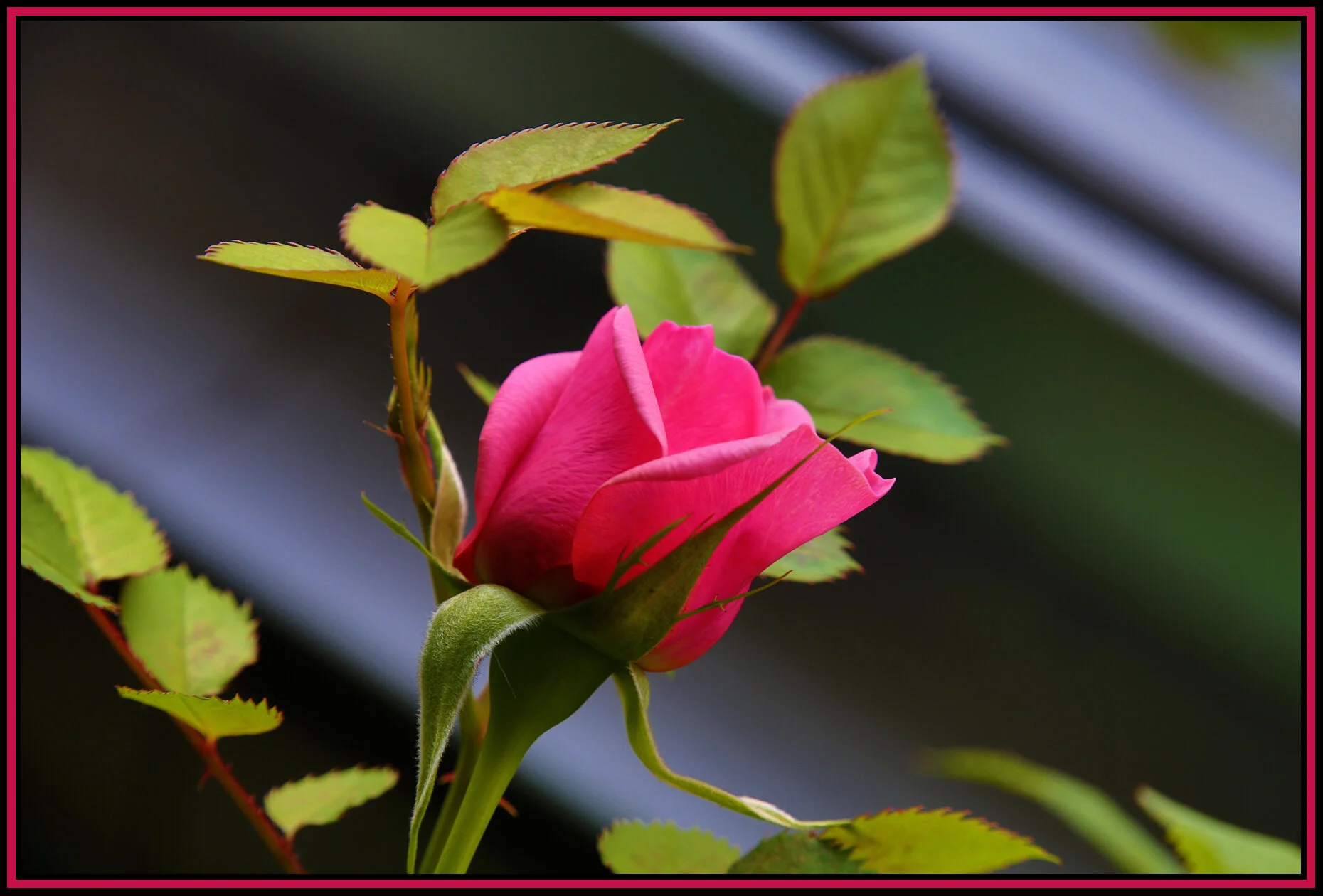 Flowers Roses Tam_May 2_2015_HDR_F8333_4x6s.jpg