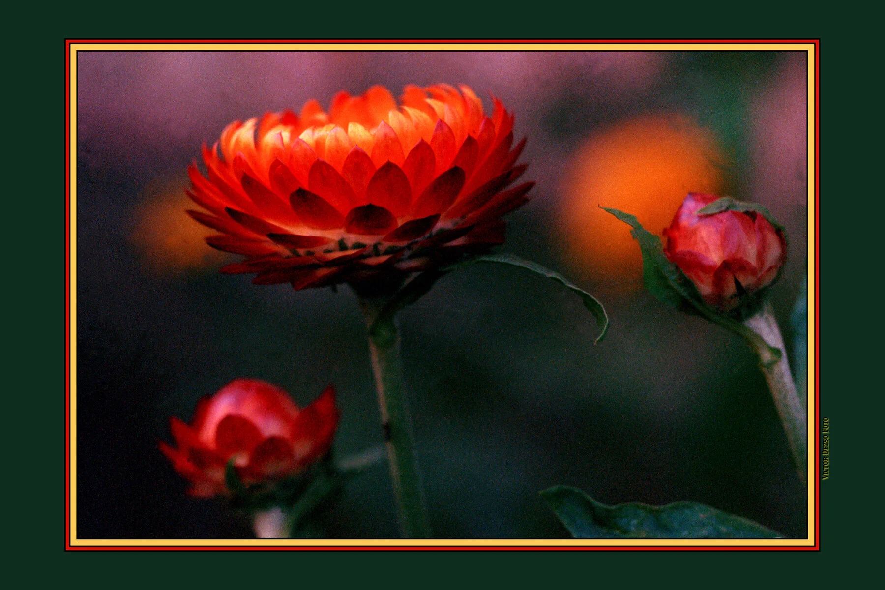 Flowers Templtn_4x6.jpg