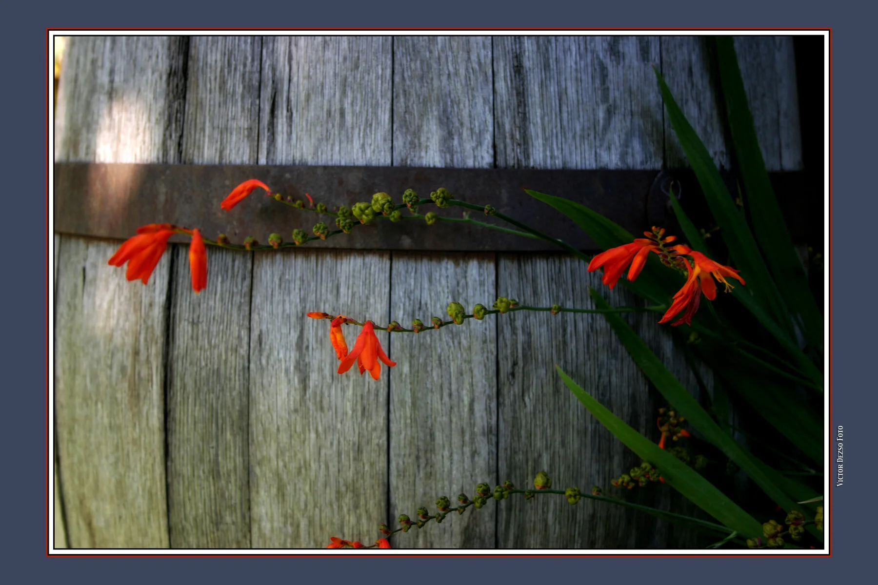 Flowers_7163_1_4x6.jpg