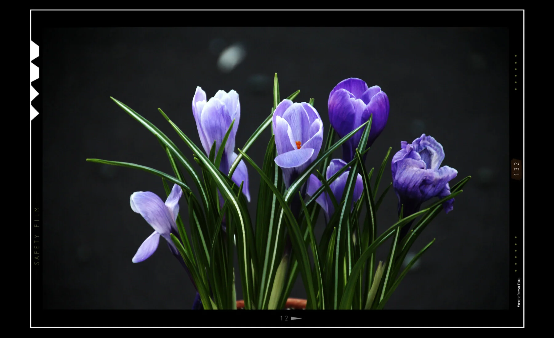 Flowers_Apr 14_2012_C2206Wedding_4x6.jpg