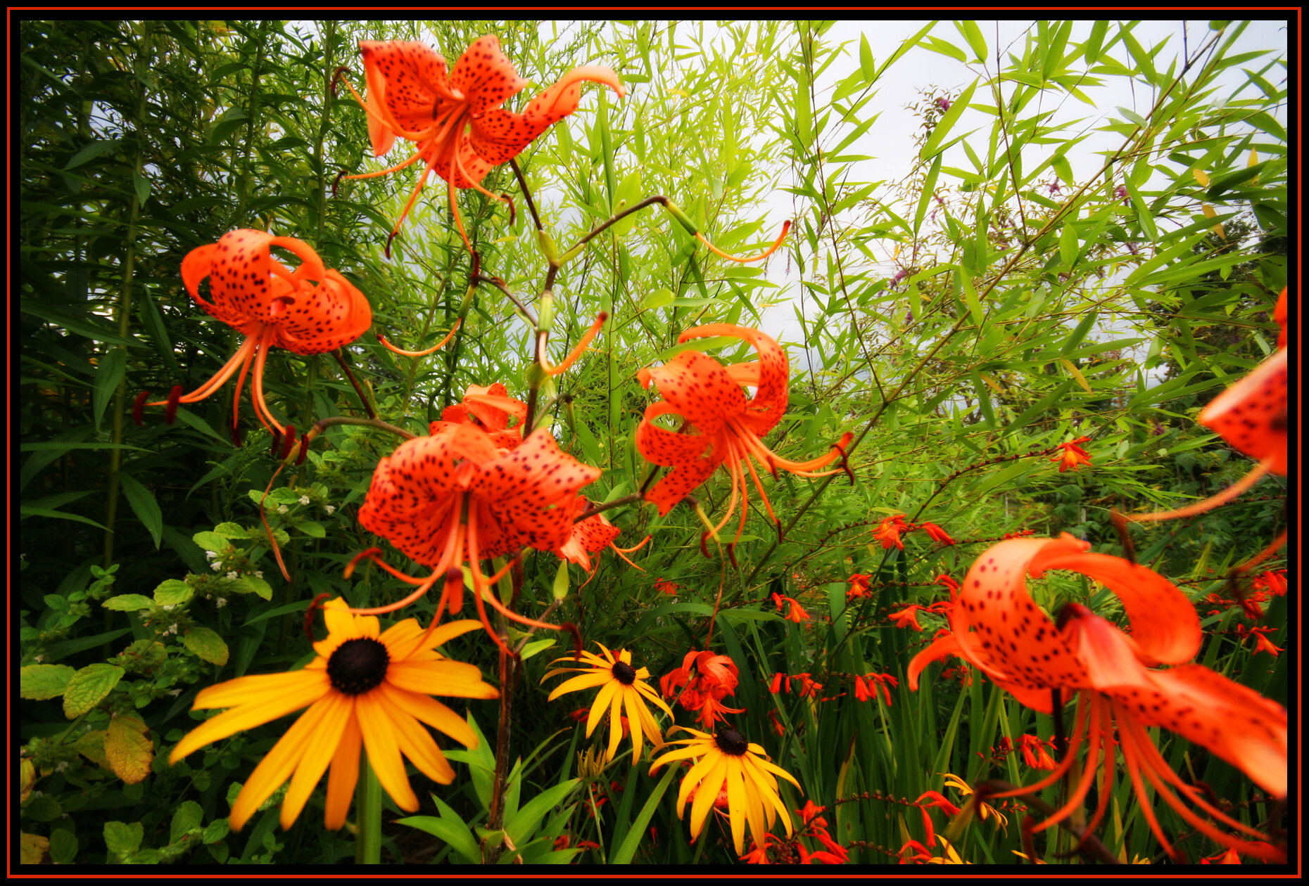 Flowers_9593_2_4x6s.jpg