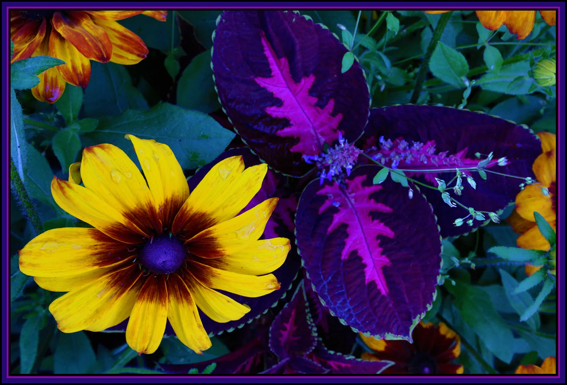 Flowers_Aug 4_2014_HDR_F7055_4x6s.jpg