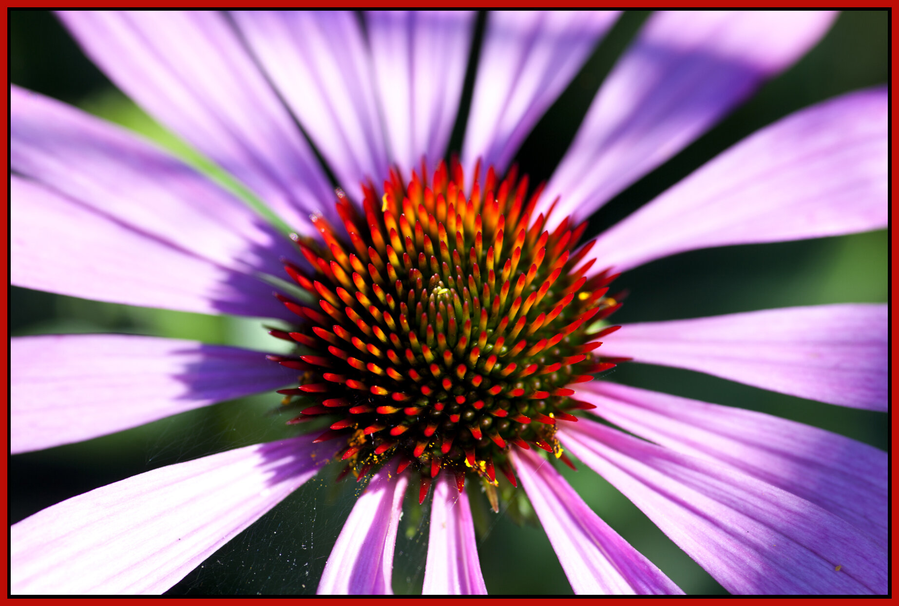 Flowers_Jul 24_2011_5737_4x6s.jpg