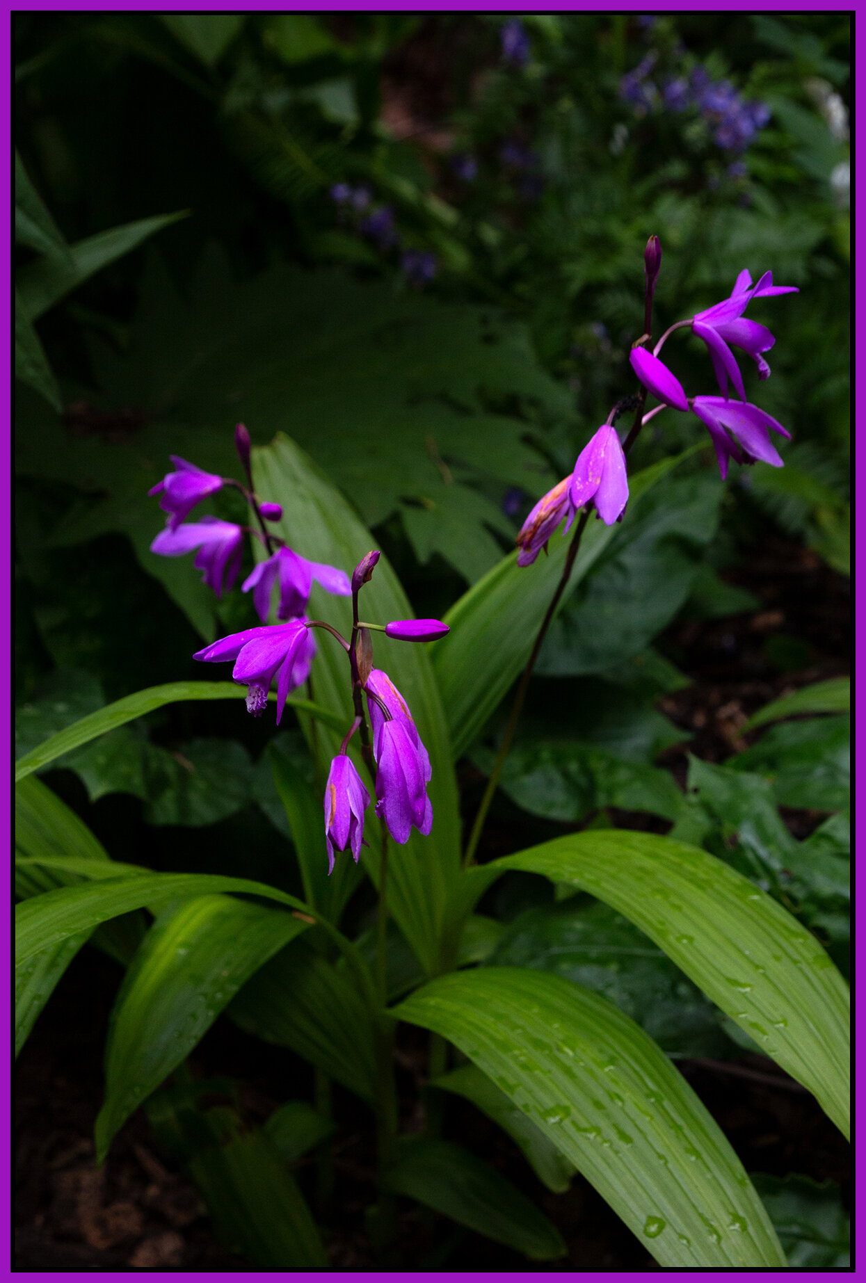 Flowers_Jun 11_2020_CR2_3B7422_4x6s.jpg