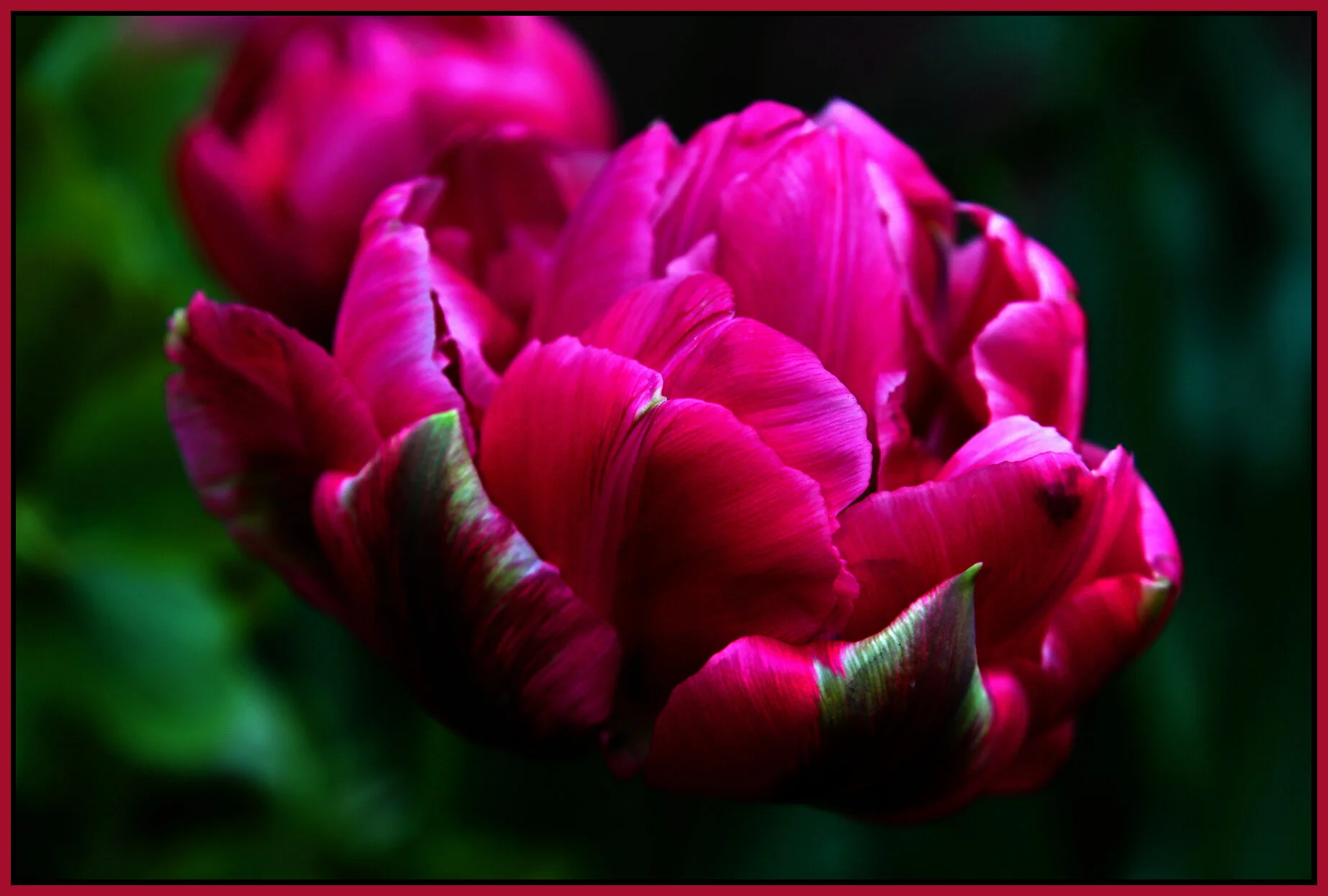 Flowers_May 2_2018_HDR_C6884_peDrknRepOv_4x6s.jpg