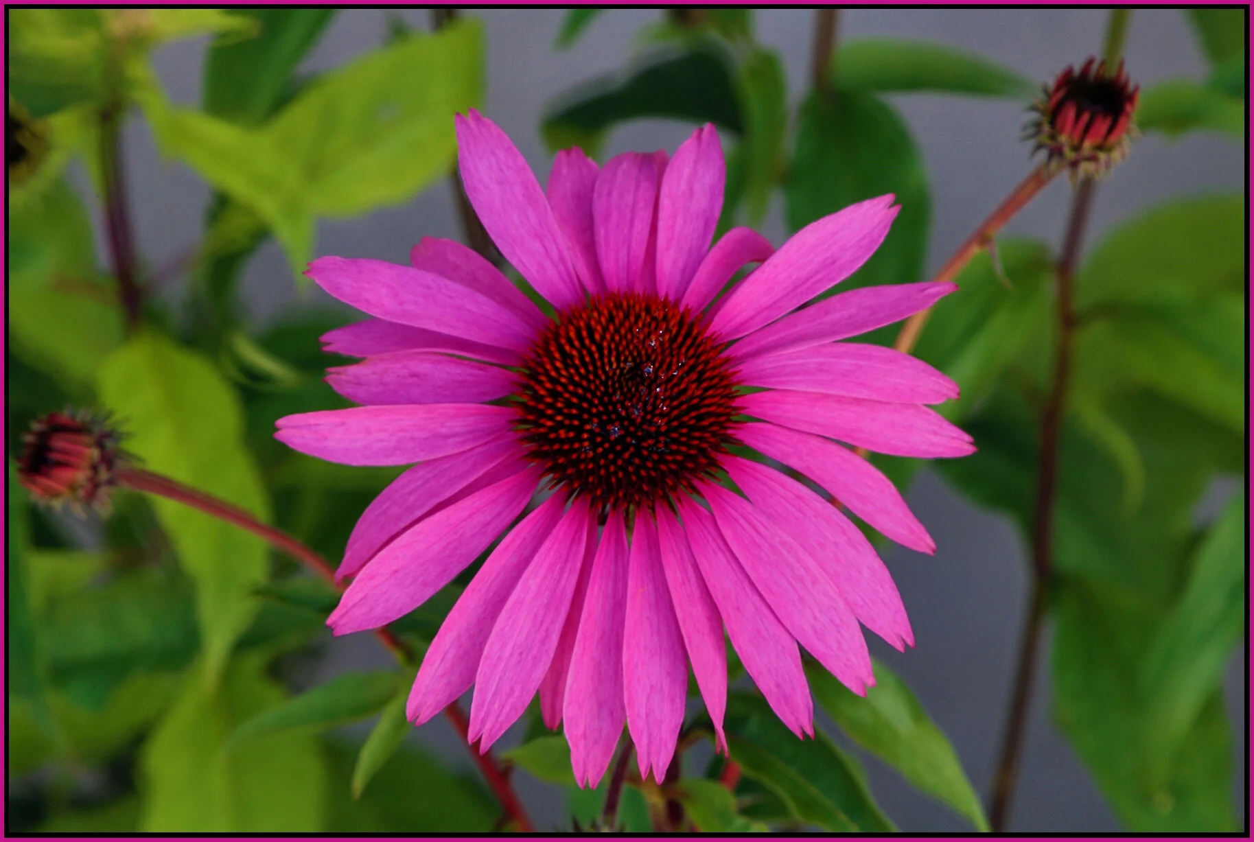 Flowers_Jul 17_2020_HDR_3B8921_4x6s.jpg