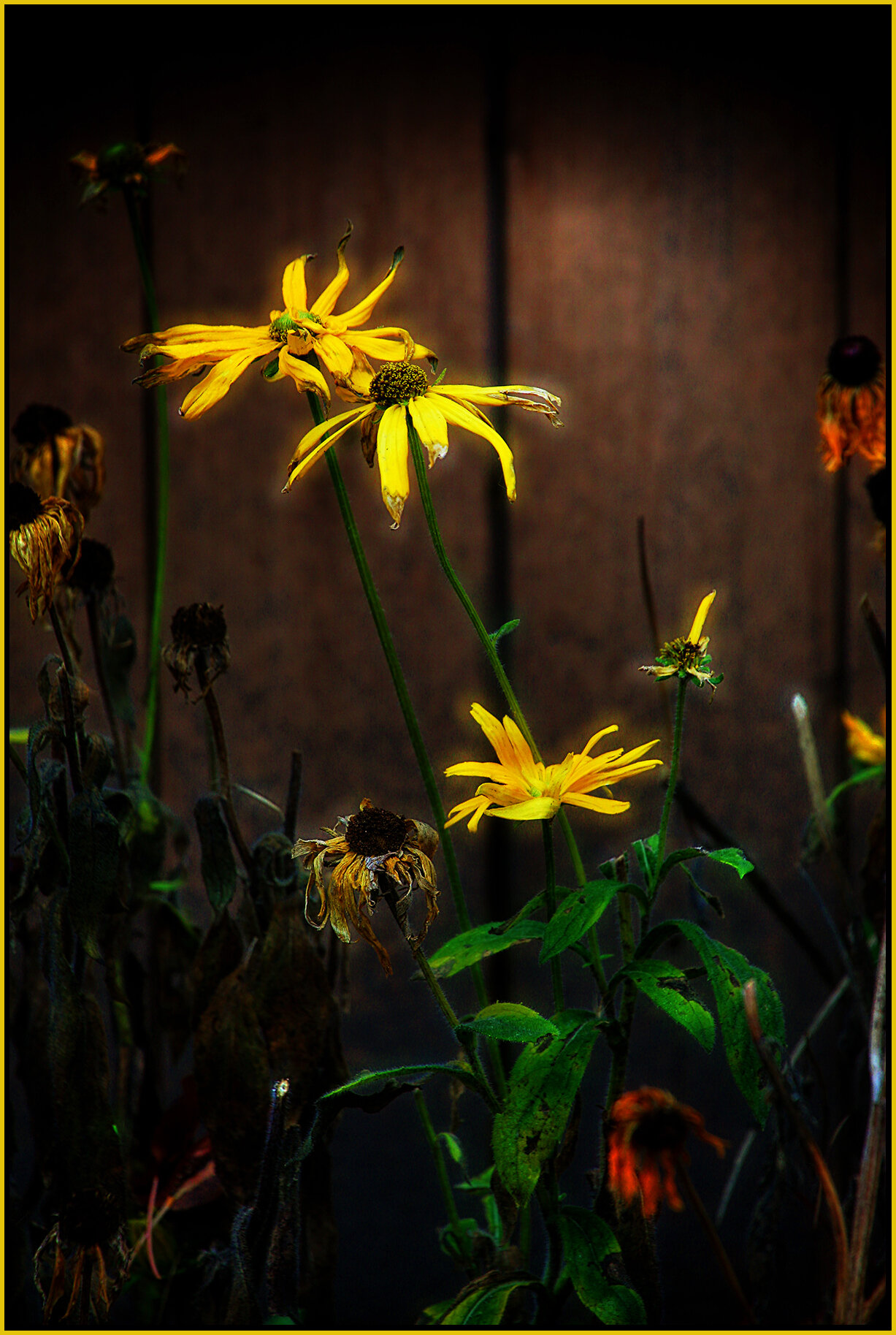 Flowers_Nov 11_2019_HDR_A9791_peShrpDrkn_Sat&glo_4x6s.jpg