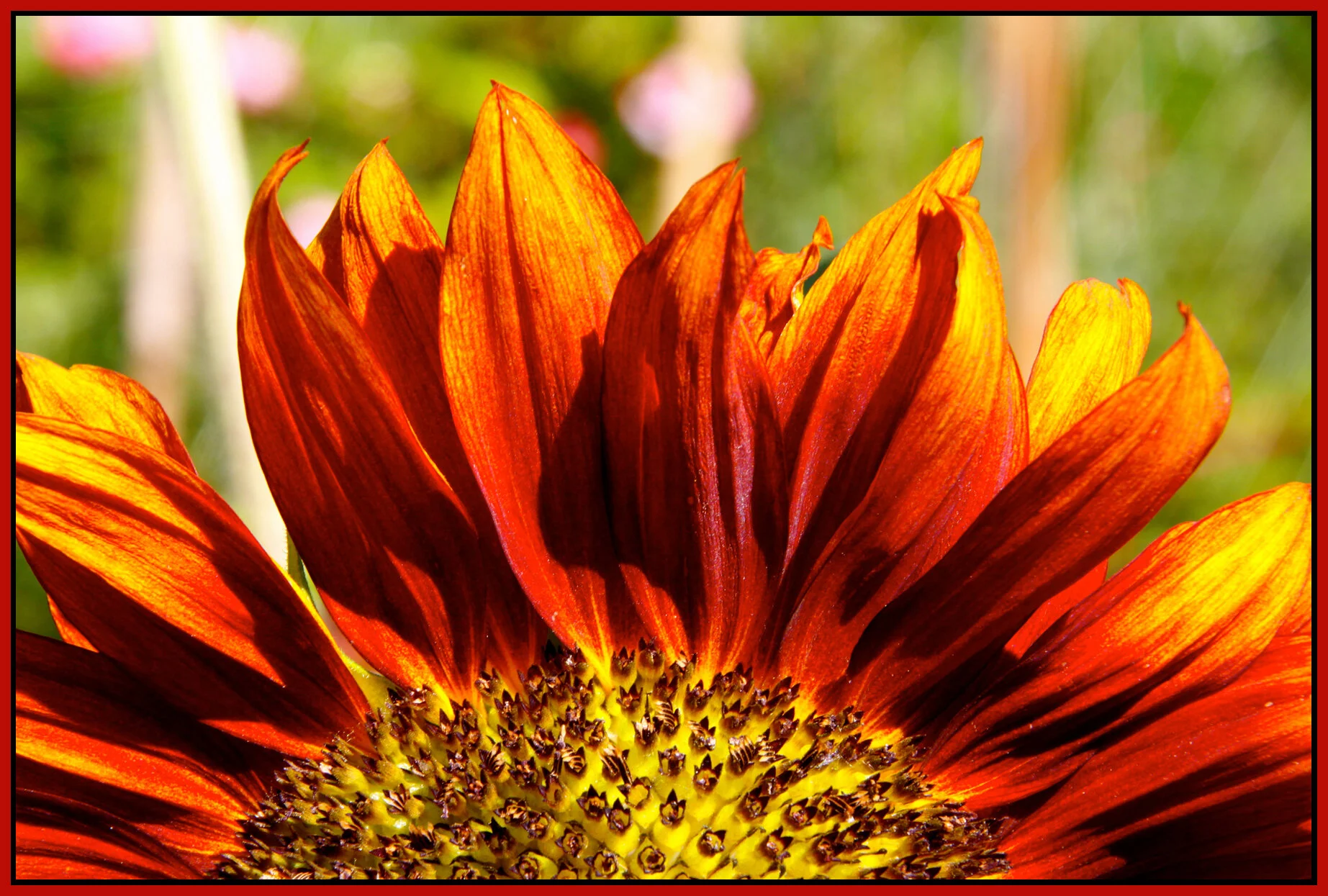 Flowers_Jul 24_2011_3078_4x6s.jpg