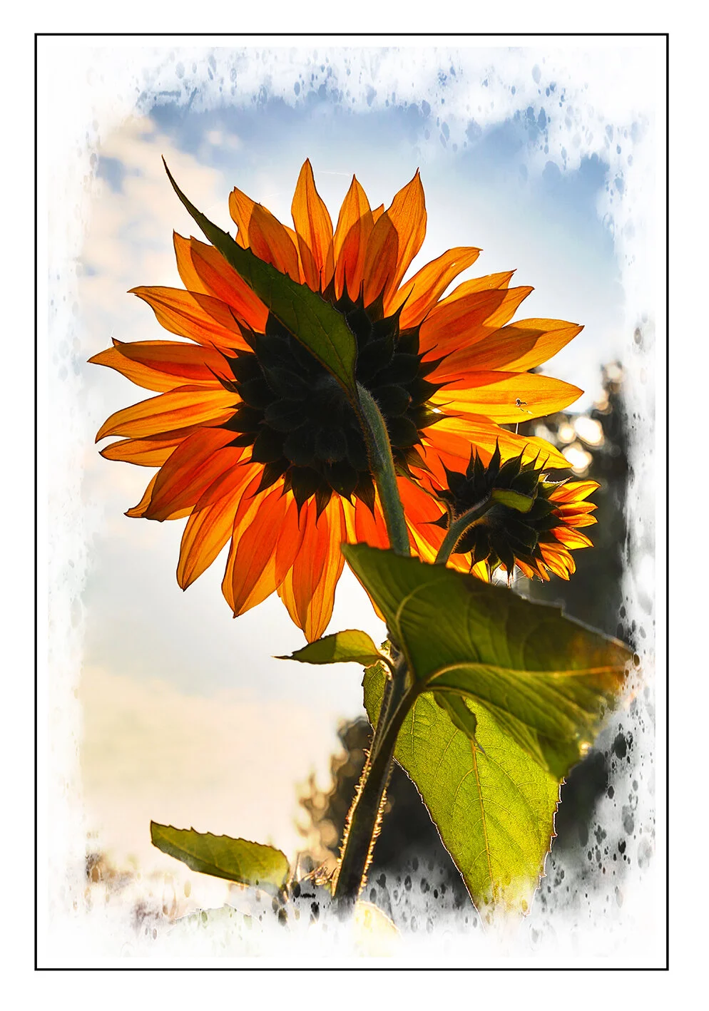 Flowers_Sunflower_Oct 23_2018_HDR_A0035_peCrftnhdr0001_4x6s.jpg