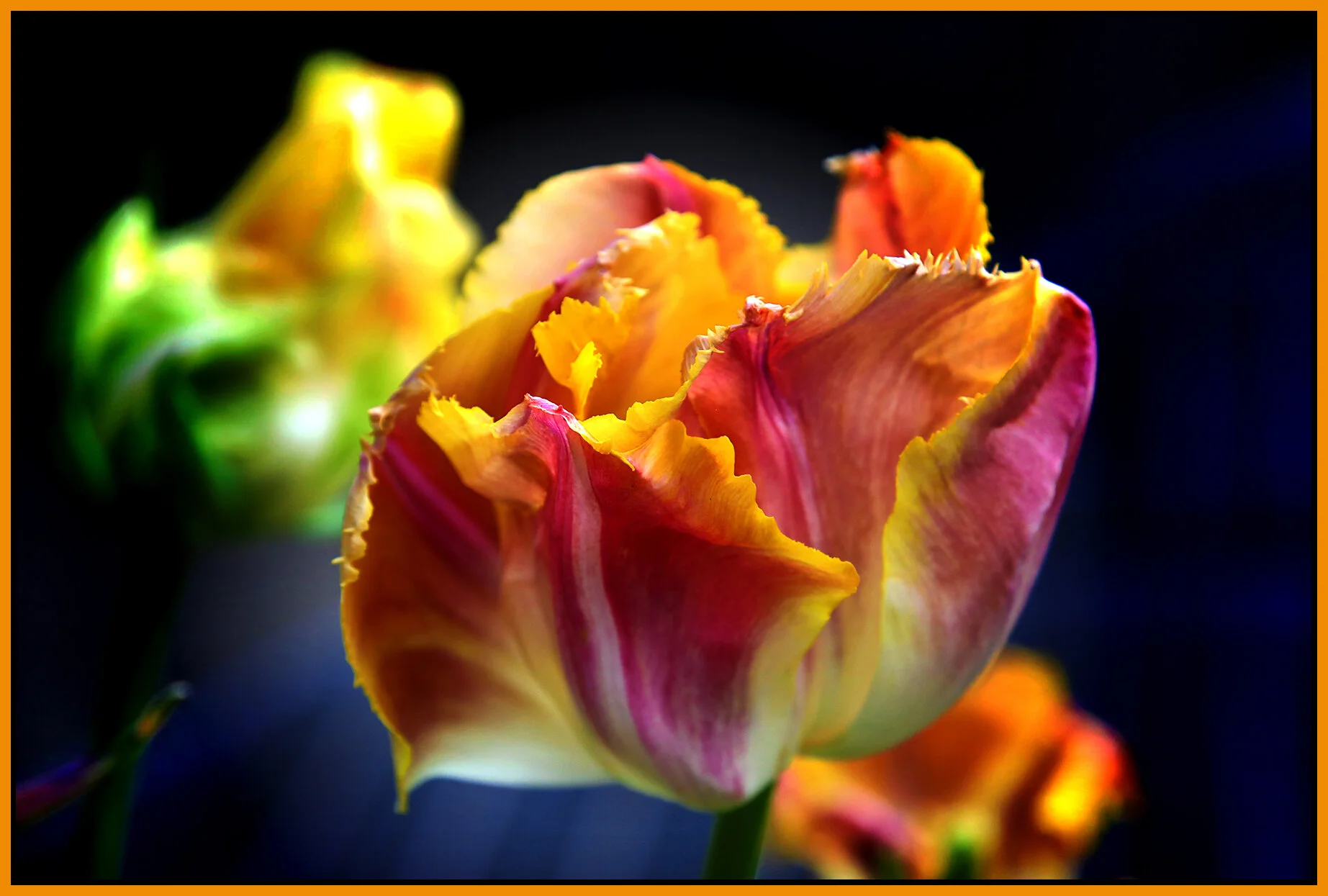 Flowers_Tulips_May 2_2018_HDR_C6924_peDecRadVgnt_4x6s.jpg