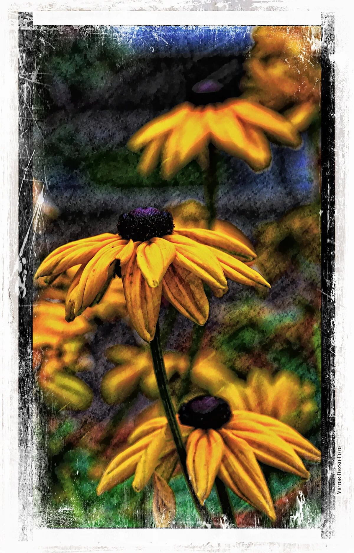 Flowers_Rudbeckia_Nov 5_2019_HDR_F1800_peObG_4x7s.jpg