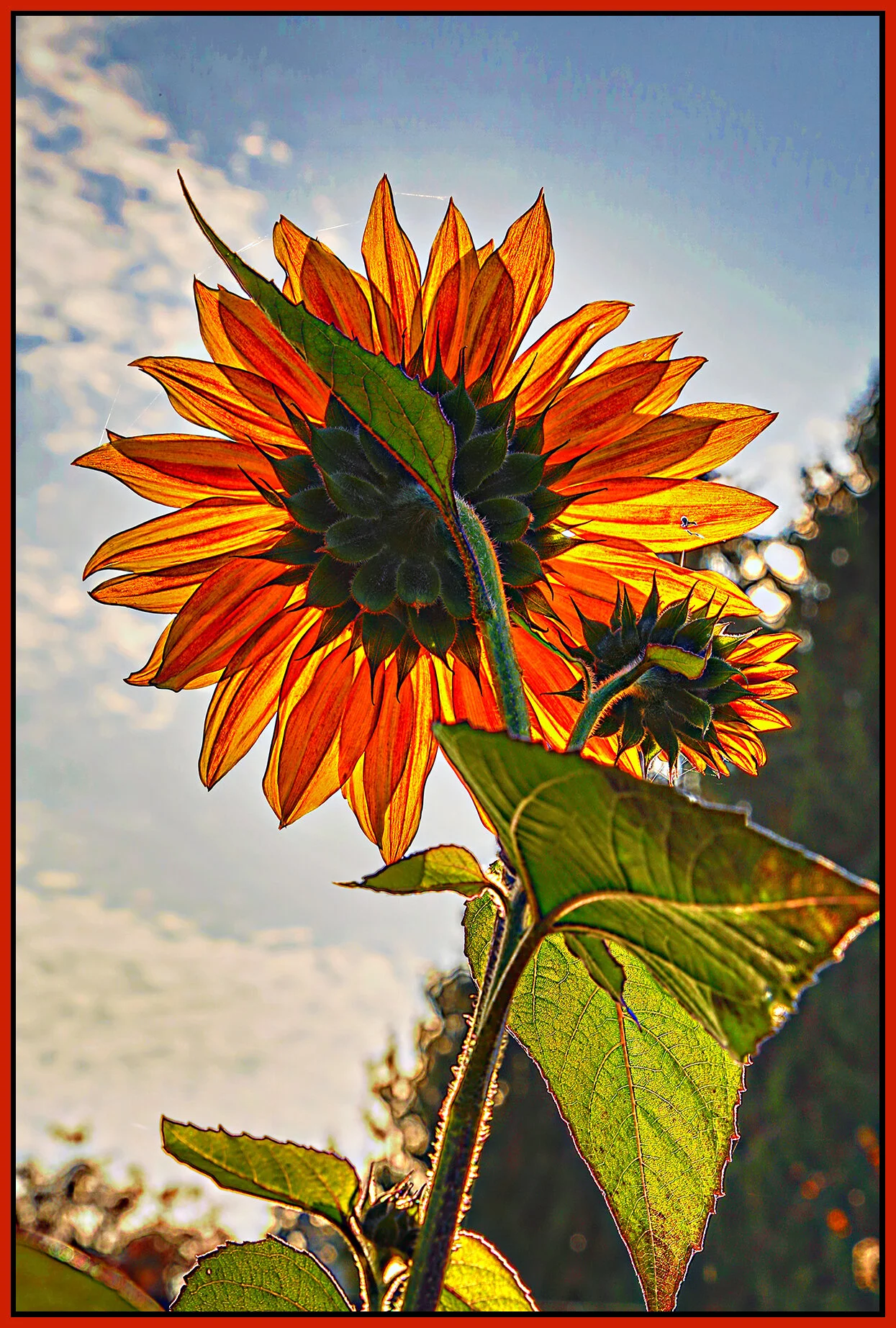 Flowers_Sunflower_Oct 23_2018_HDR_A0035_peHdrWnc_4x6s.jpg