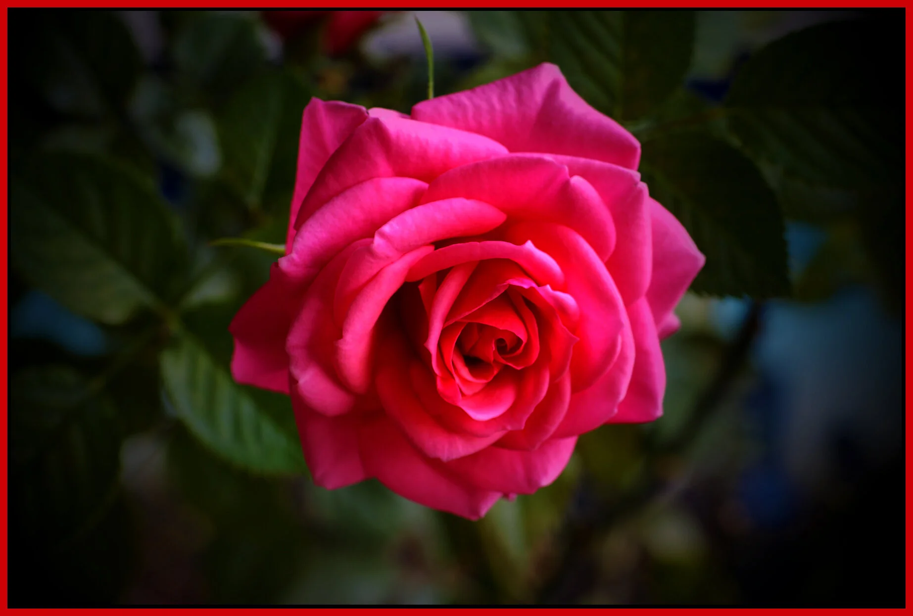 Flower Rose_May 8_2019_HDR_E8912_peIntns_4x6s.jpg