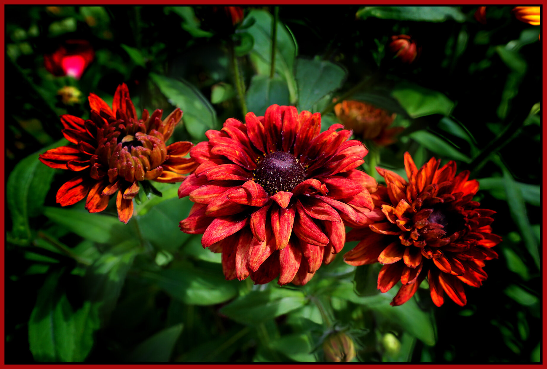 Flowers at 712 Woodland_July 9_2019_HDR_E6979_peDecRadVig_4x6s.jpg