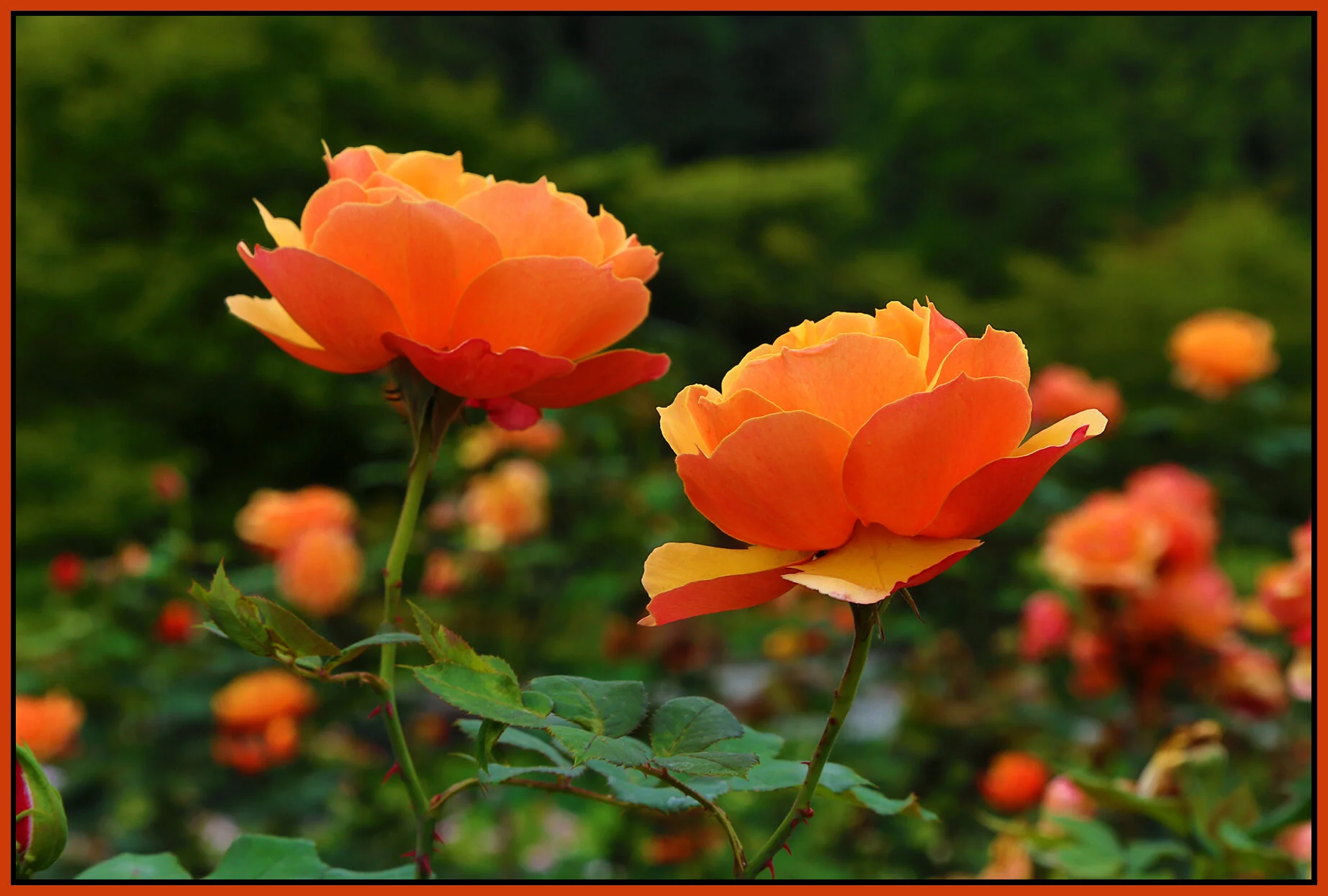 Flowers Rose_Sep 1_2020_HDR_3B0322_4x6s.jpg