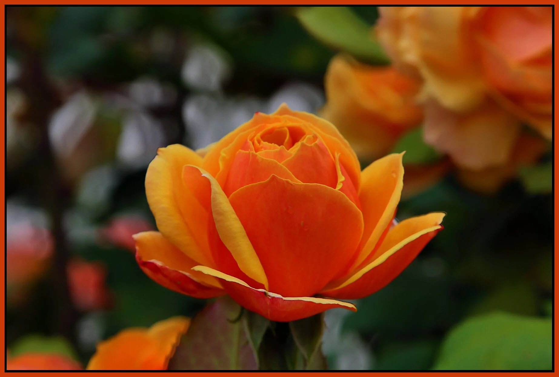 Flowers Rose_Sep 1_2020_HDR_3B0346_4x6s.jpg