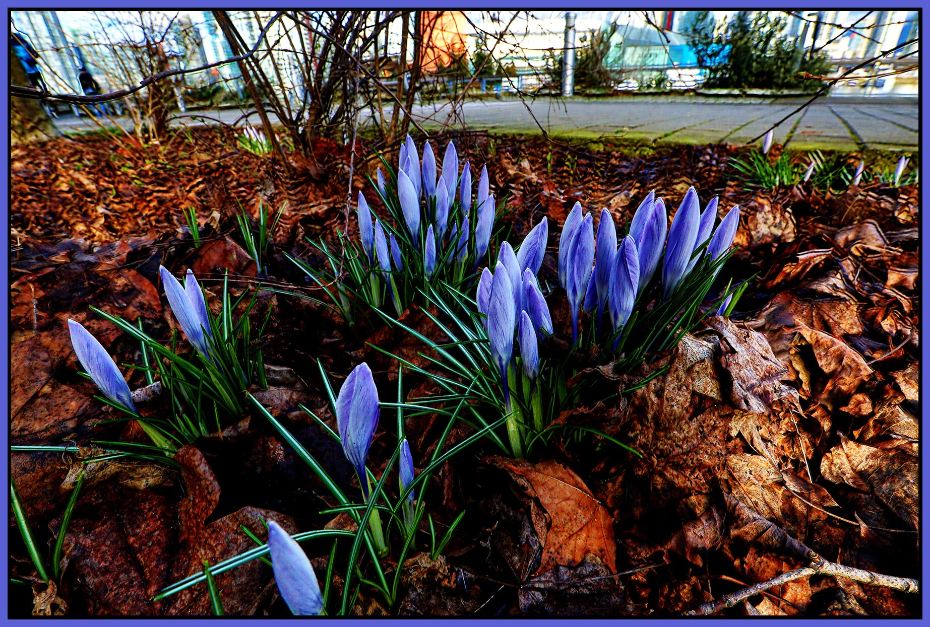 Flowers Crocuses_Feb 17_2020_HDR_F6197_peHdr_4x6s.jpg