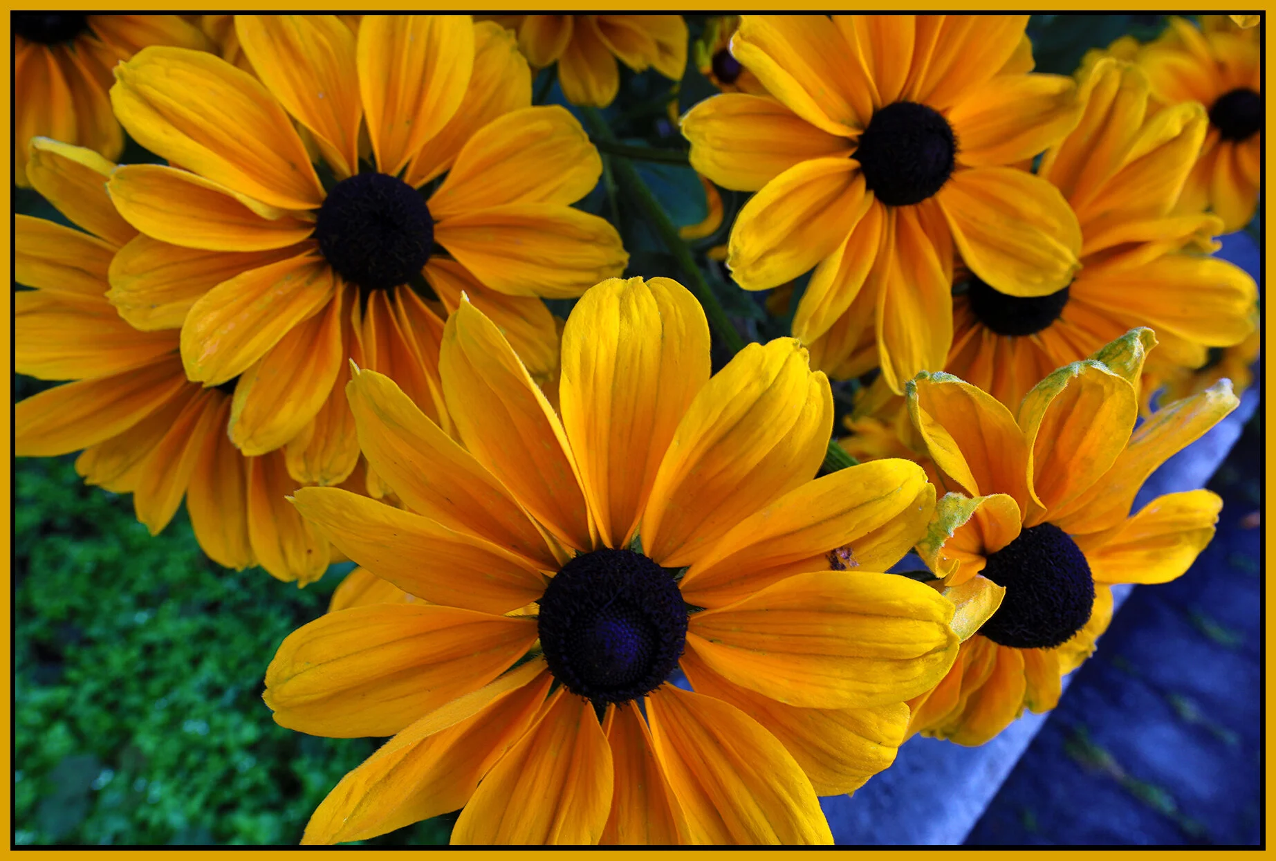 Flowers Rubiccana_Jul 27_2020_HDR_4F6329_4x6s.jpg