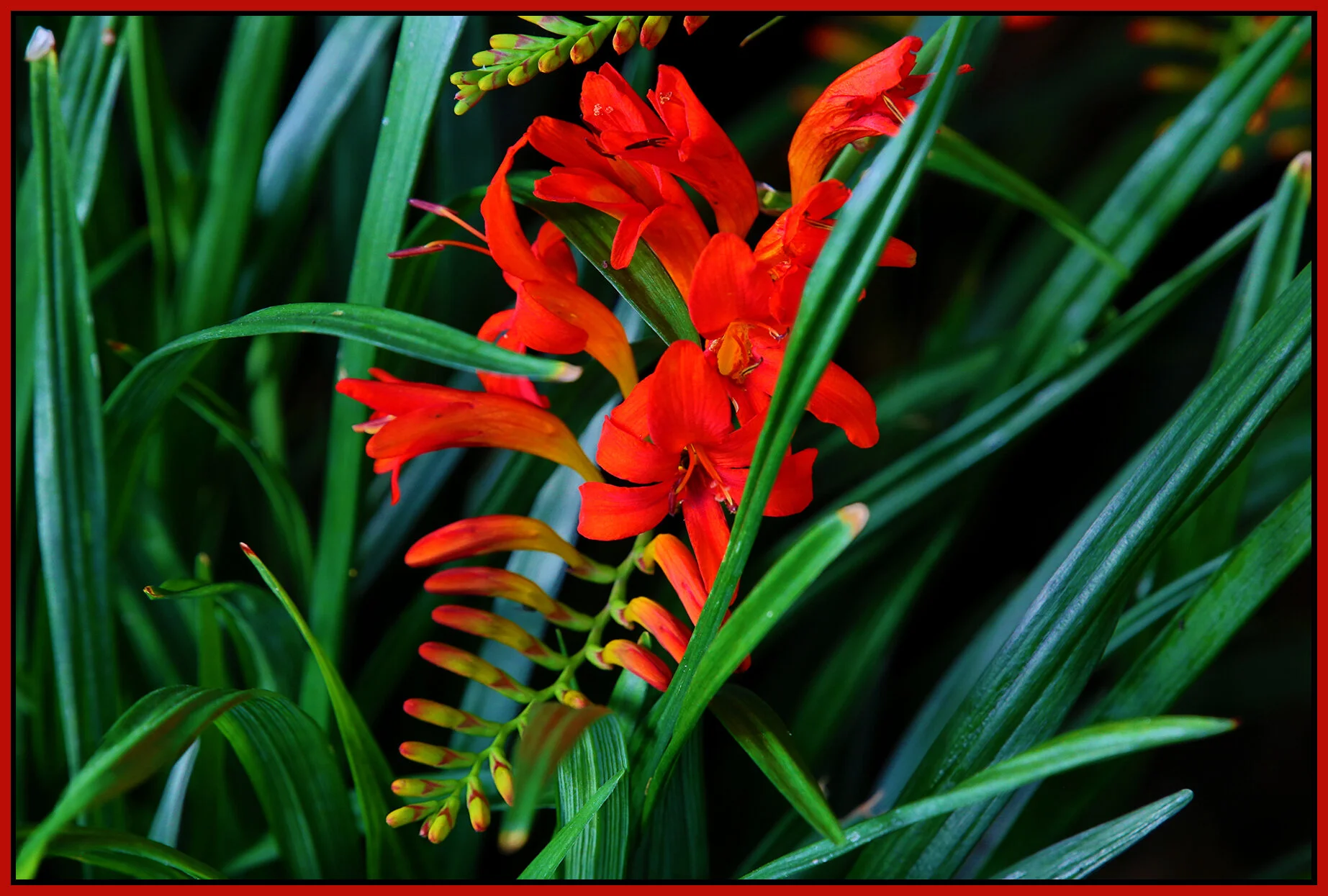 Flowers_Jul 16_2019_HDR_A7103_4x6s.jpg