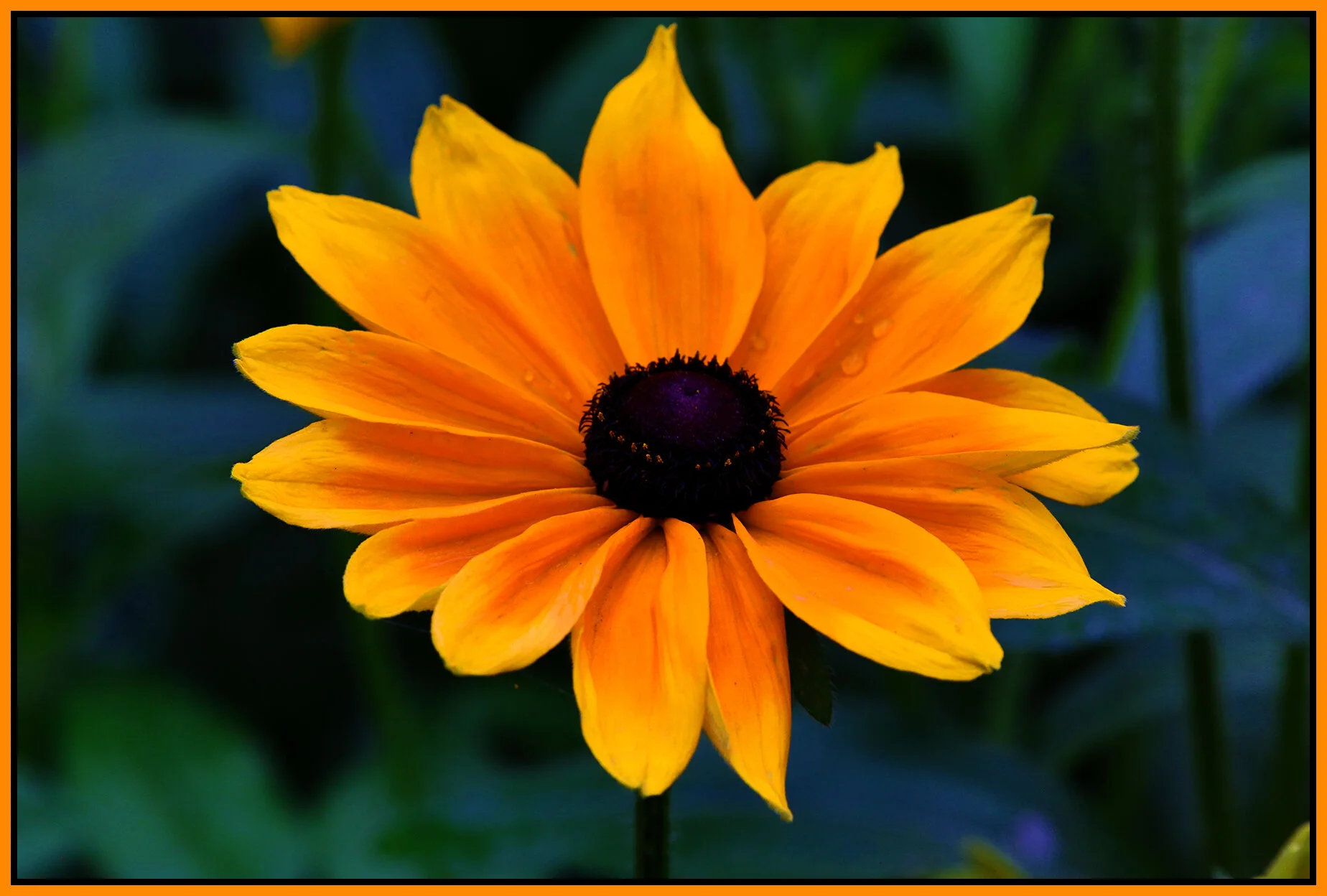 Flower Rudbeckia_Sep 15_2020_HDR_3B2117_4x6s.jpg