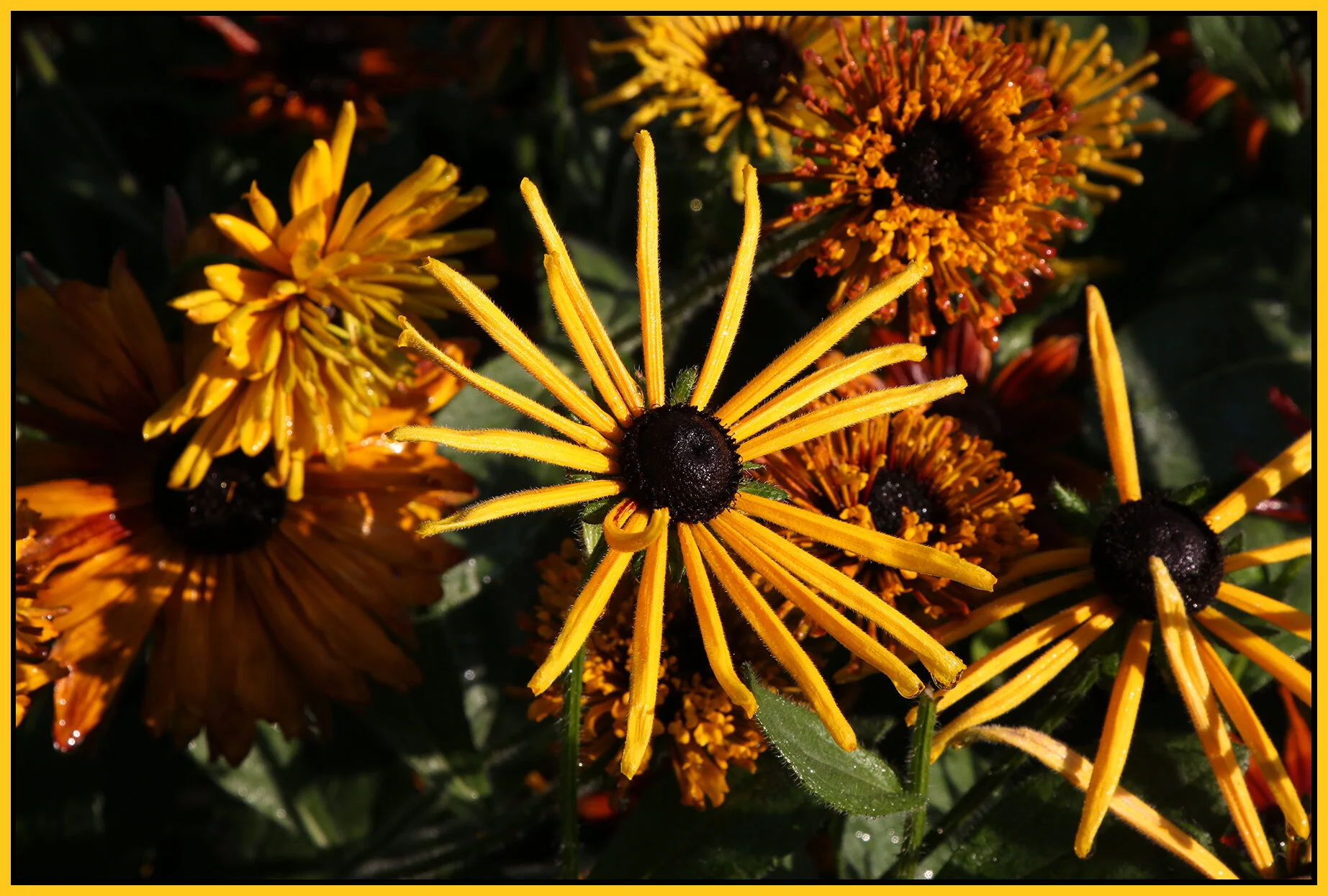 Floers_Sep 4_2020_3B0727_4x6s.jpg