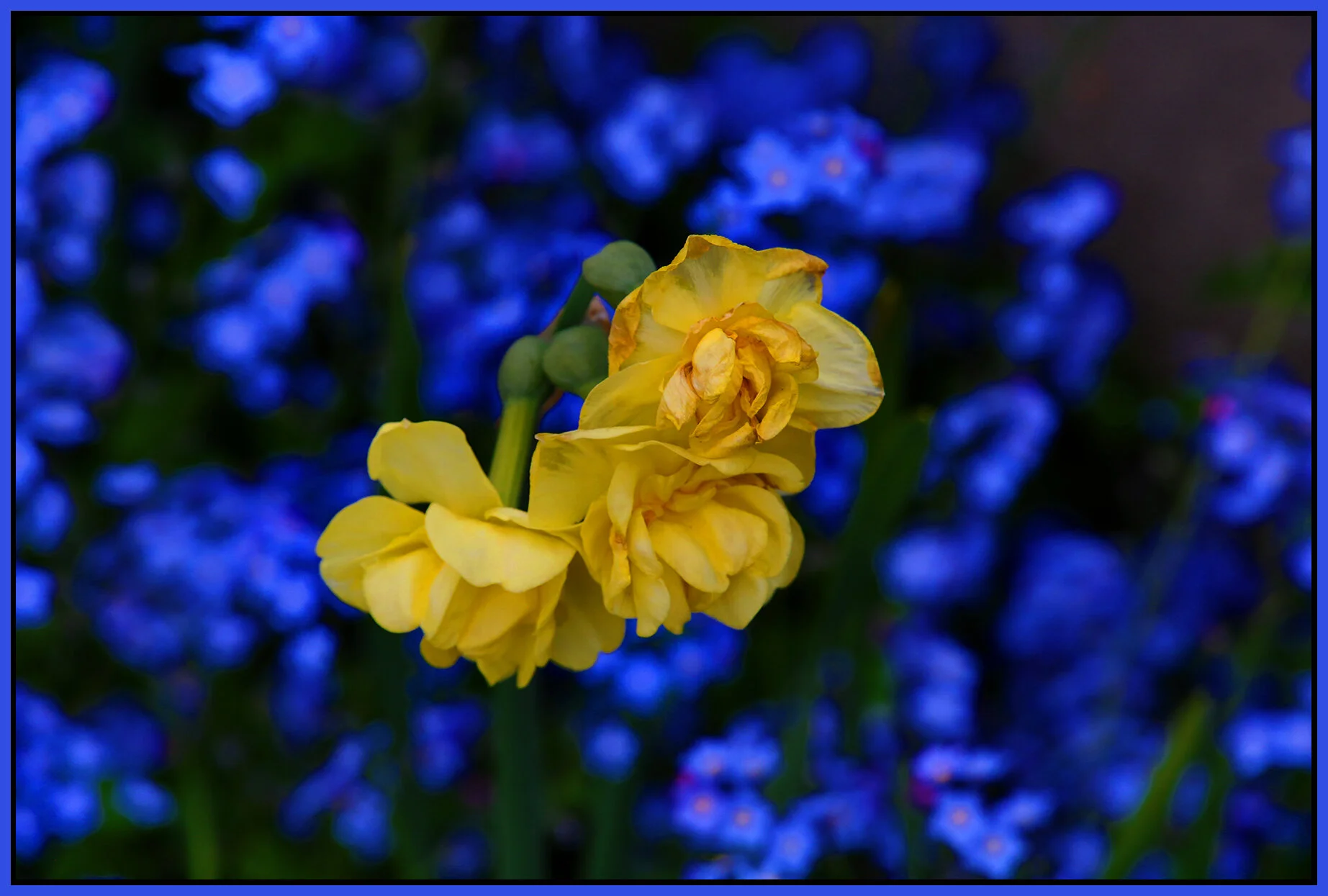 Flowers_Apr 20_2020_HDR_3B3659_4x6s.jpg