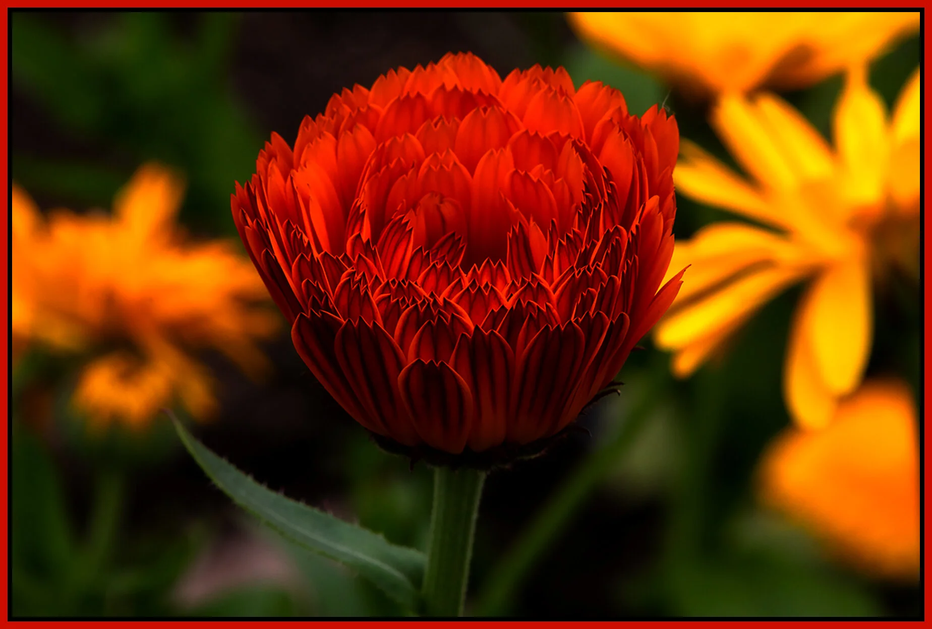 Flowers_Jul 11_2020_HDR_4F2493_4x6_1s.jpg