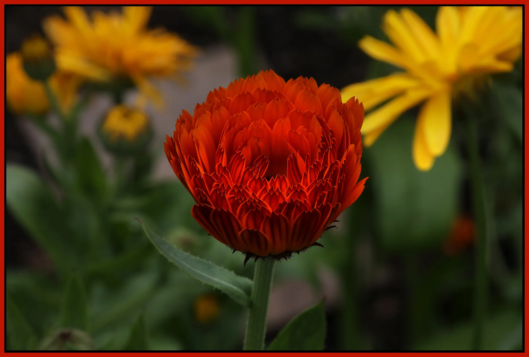 Flowers_Jul 11_2020_4F2489_4x6s.jpg