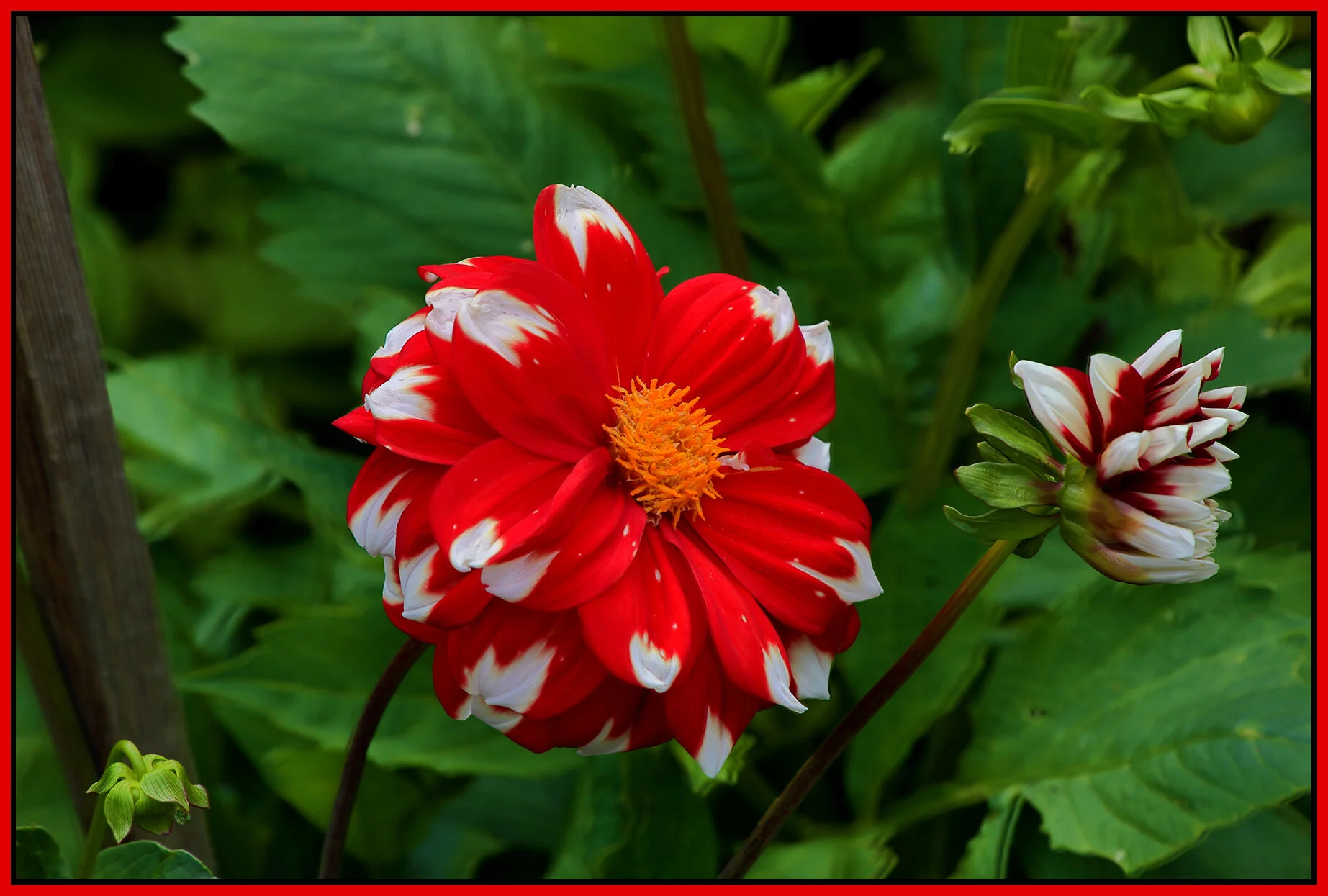 Flowers_Jul 11_2020_HDR_4F2408_4x6s.jpg