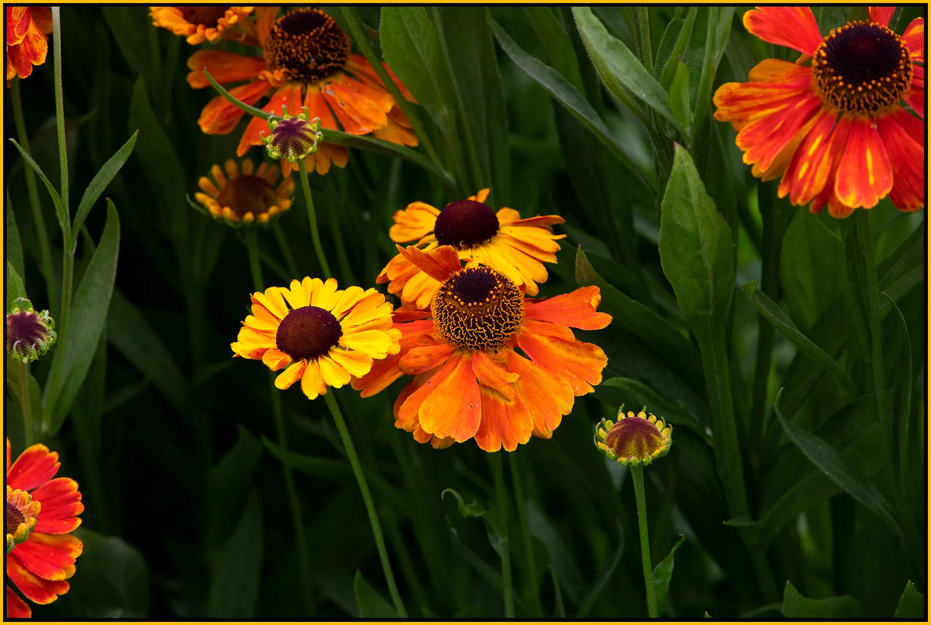 Flowers_Jul 10_2020_HDR_4F1177_4x6s.jpg