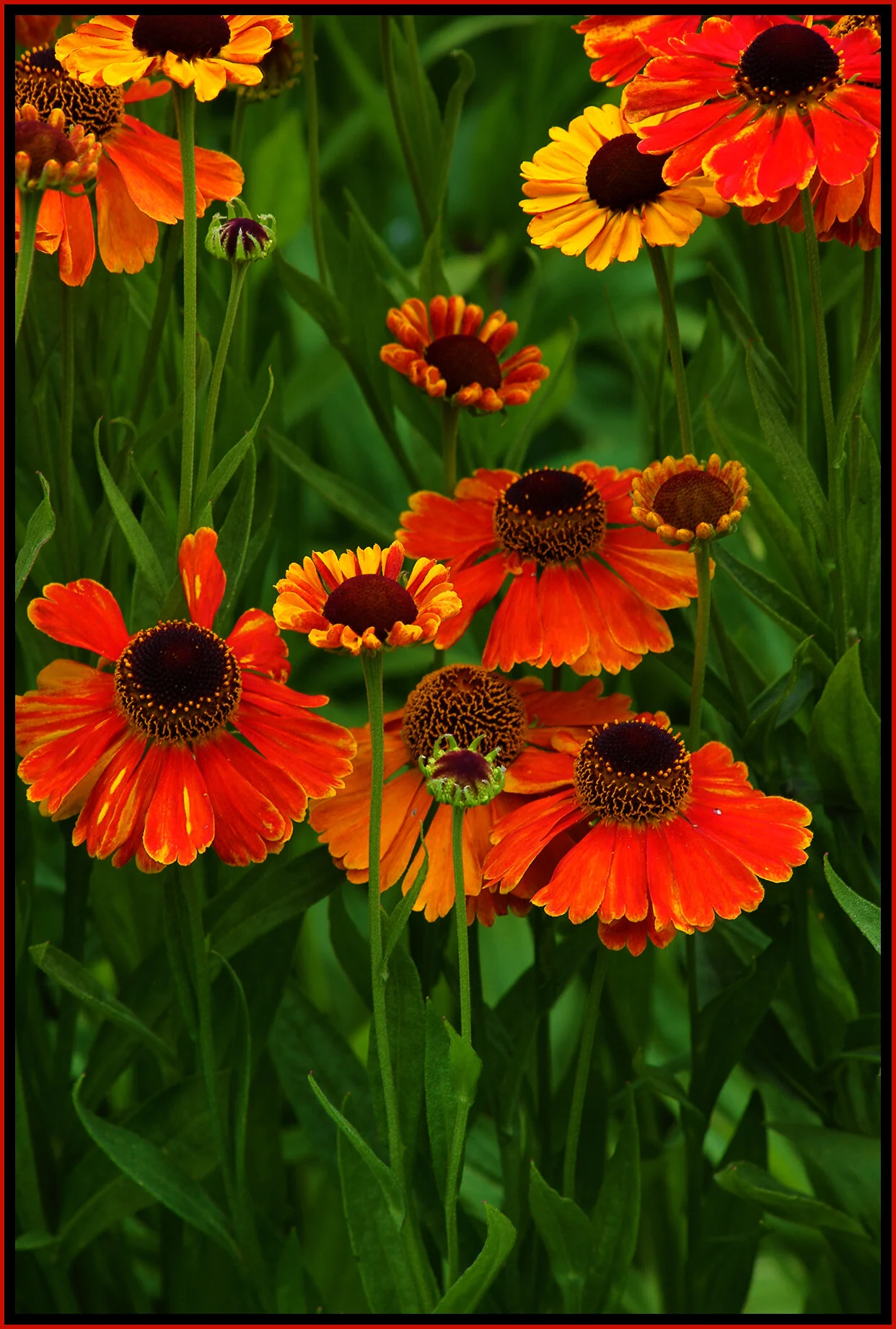 Flowers_Jul 10_2020_HDR_4F1216_4x6s.jpg
