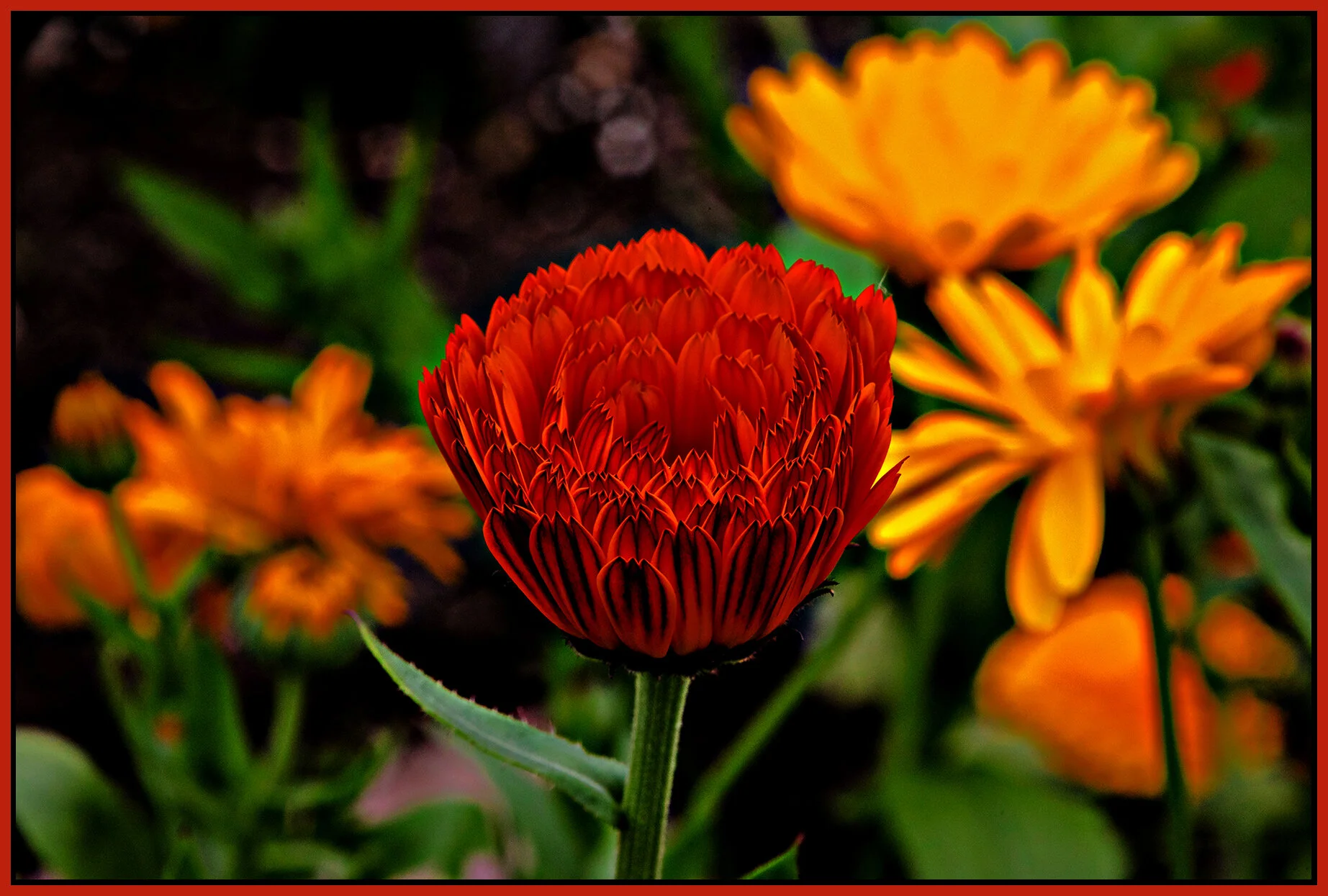 Flowers_Jul 11_2020_HDR_4F2493_peSprCntrst_4x6s.jpg
