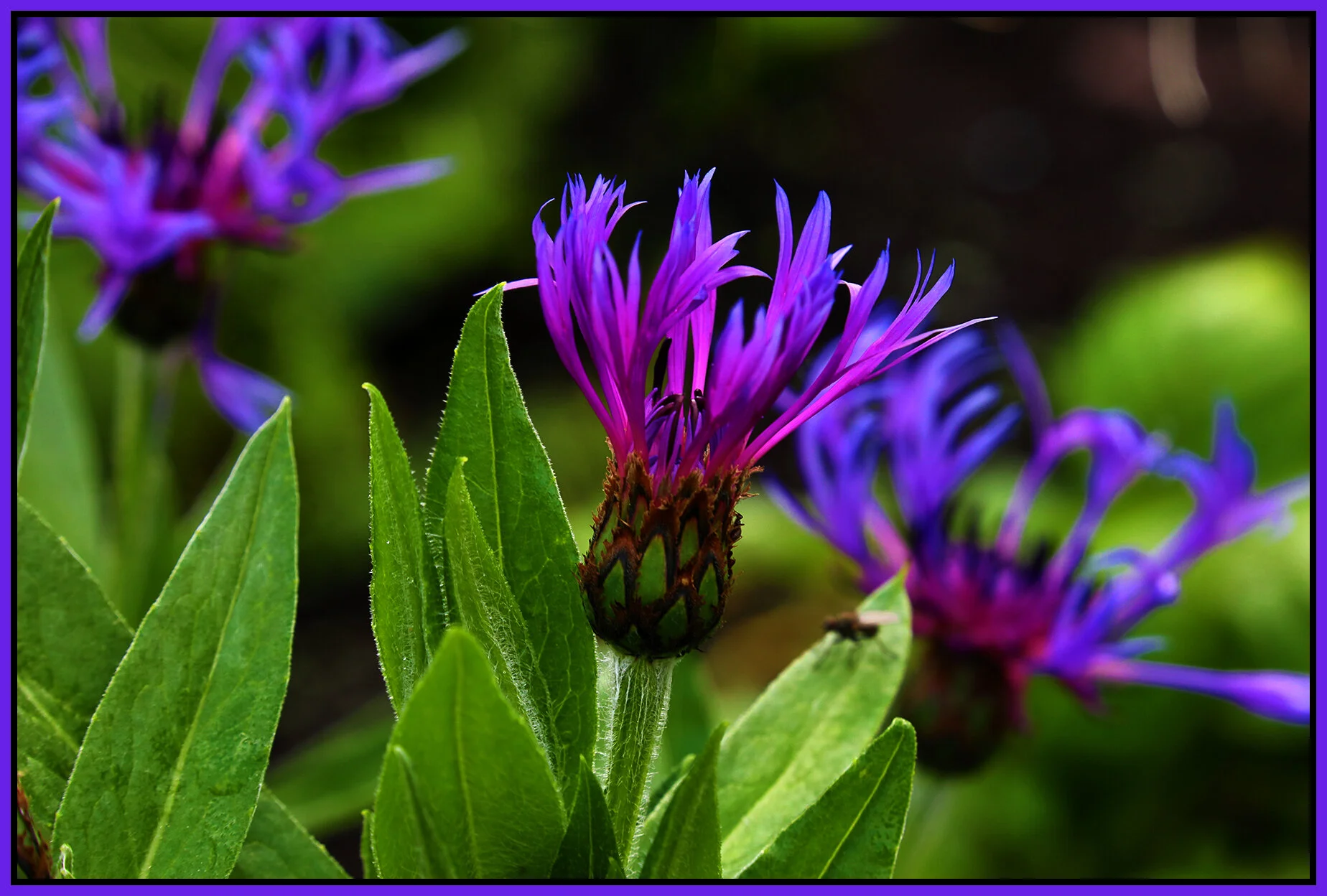 Flowers_May 3_2020_HDR_4F5905_4x6s.jpg