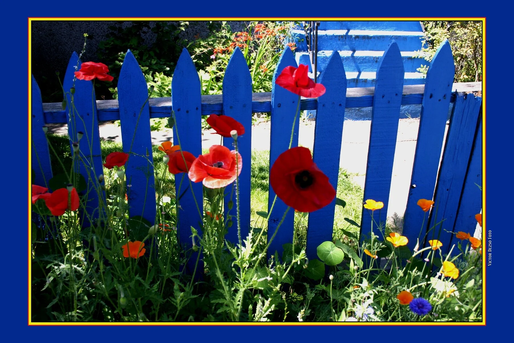 Flowers_5277_4x6.jpg