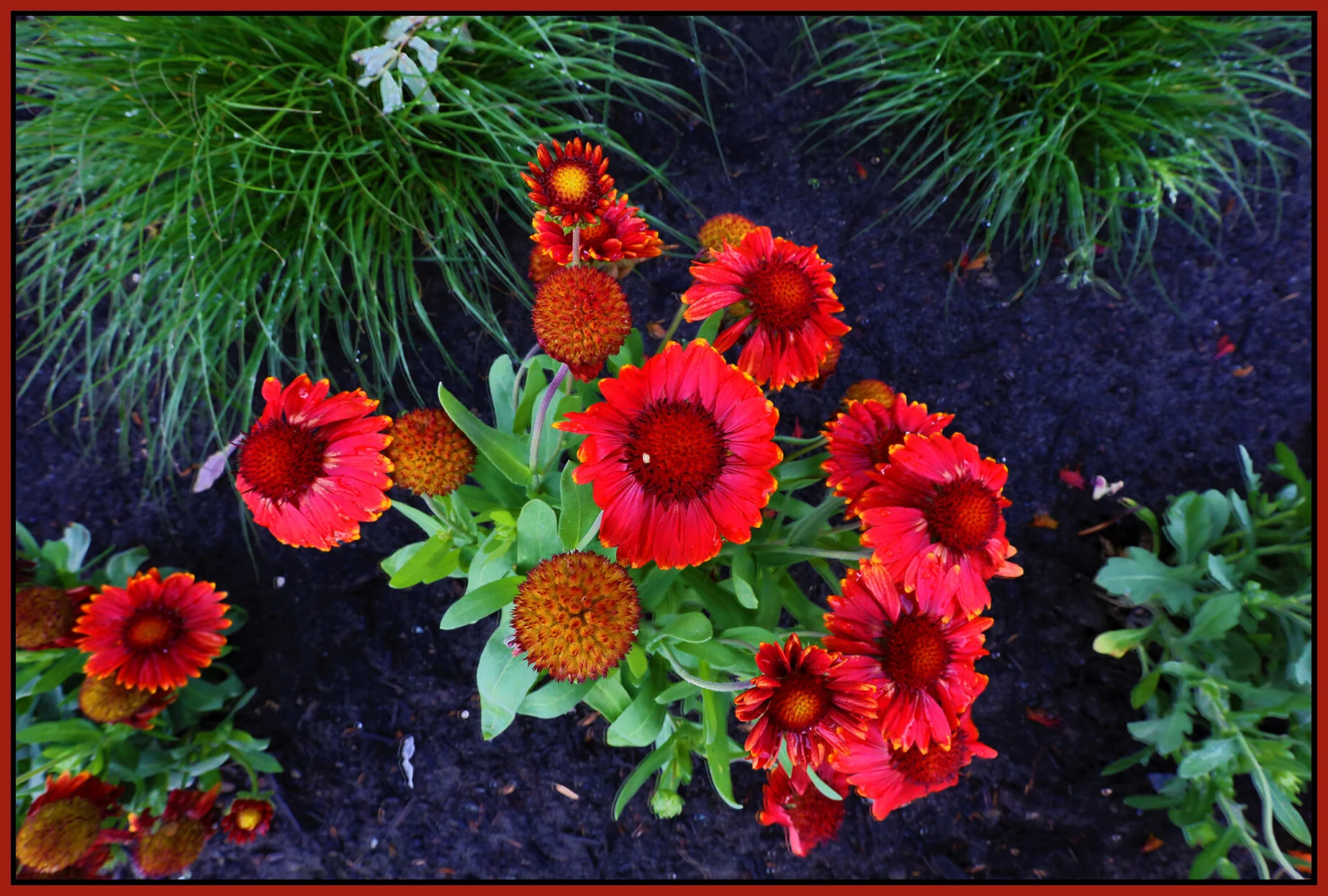 Flowers _Jul 4_2018_HDR_C0175_4x6ss.jpg
