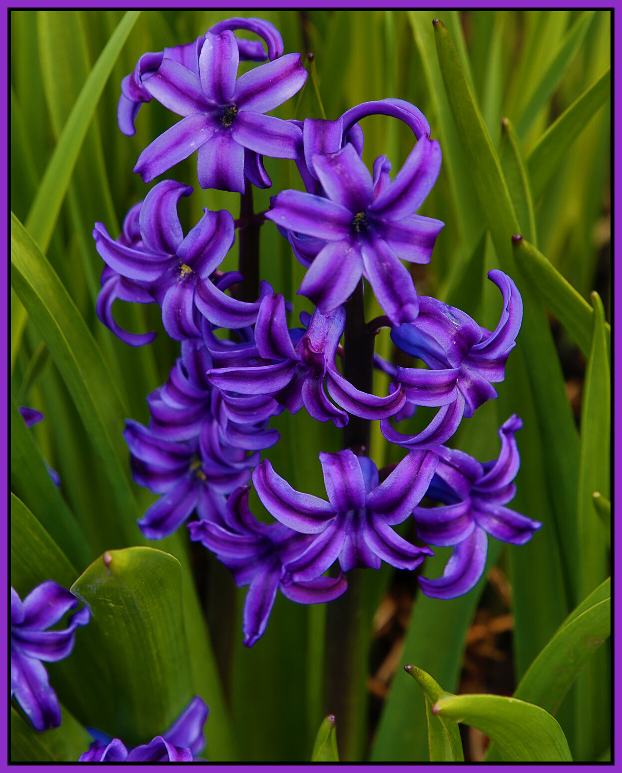 Flowers Hyacinths_Apr 3_2020_HDR_B0330_1_4x5s.jpg