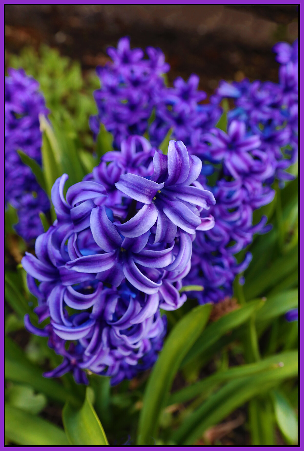 Flowers Hyacinth_Mar 26_2020_HDR_F4132_4x6s.jpg