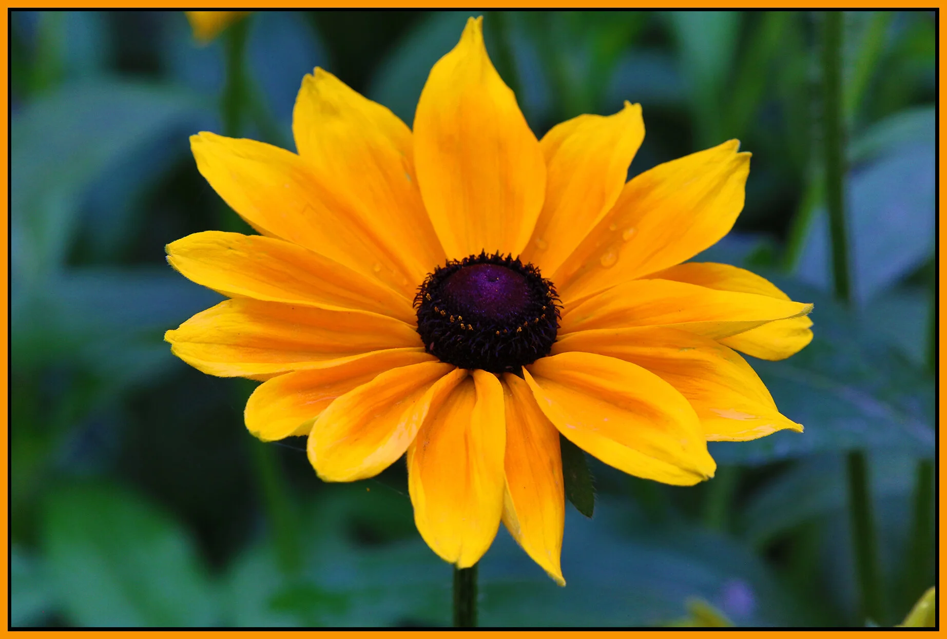 Flower Rudbeckia_Sep 15_2020_HDR_3B2117_4x6s.jpg