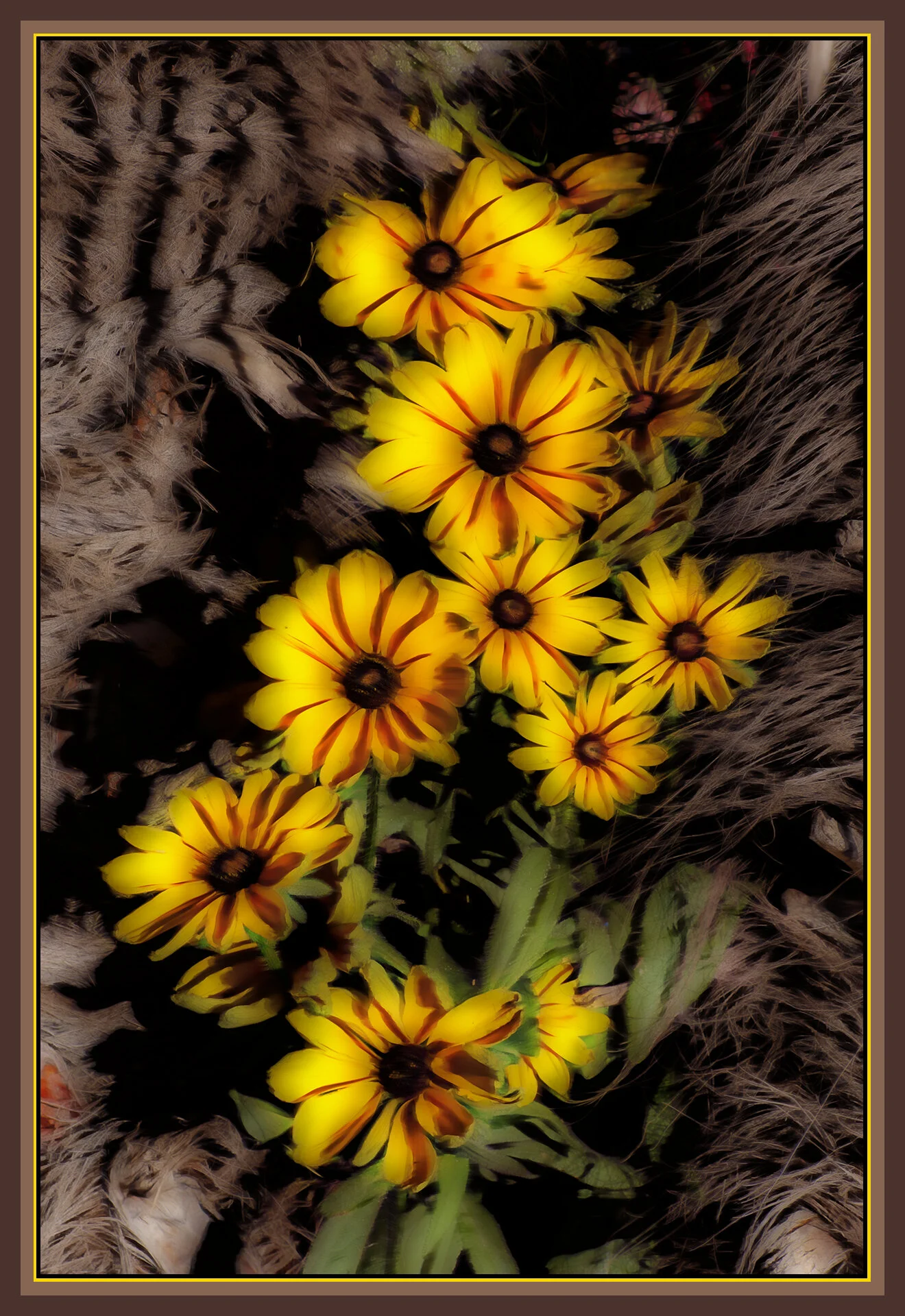 Flower Rudbeckia_Aug 27_2020_HDR_4G2505_peWhirly1_ShadingCntrst_4x6s.jpg