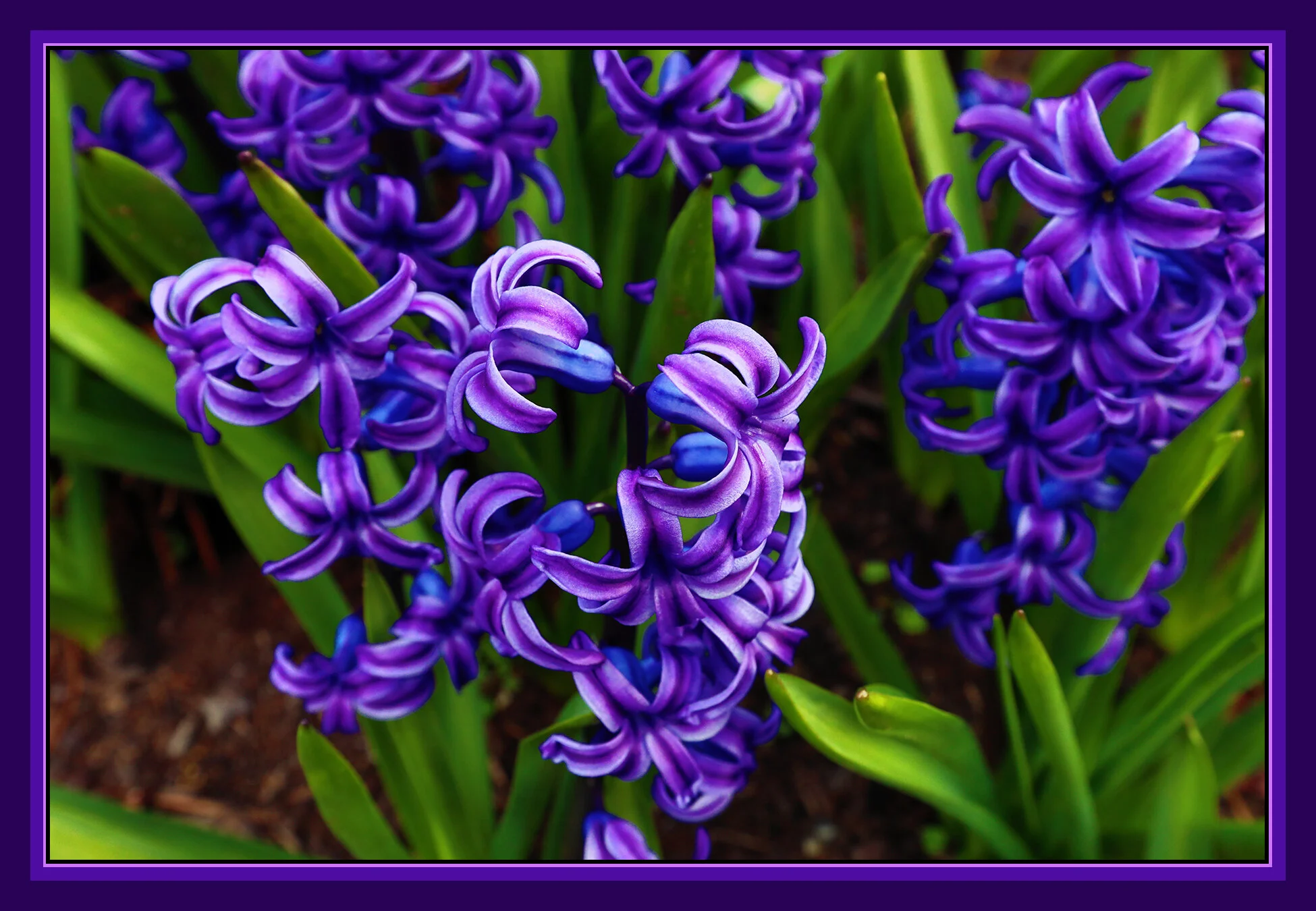 Flowers Hyacinth_Mar 26_2020_HDR_F4112_peDrkn&ImpC_4x6s.jpg
