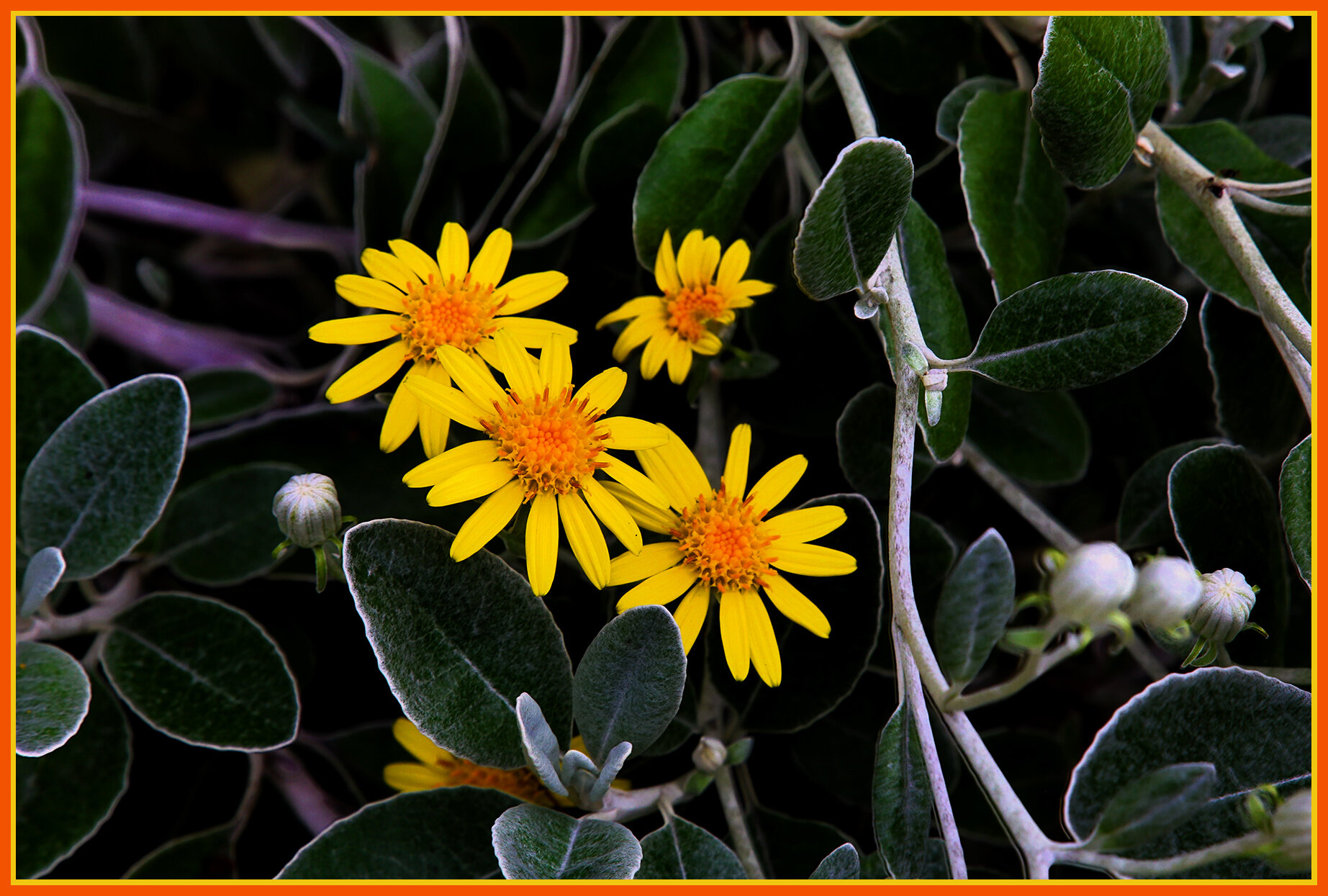 Flowers_Jun 11_2020_HDR_3B7528_peGc_4x6s.jpg