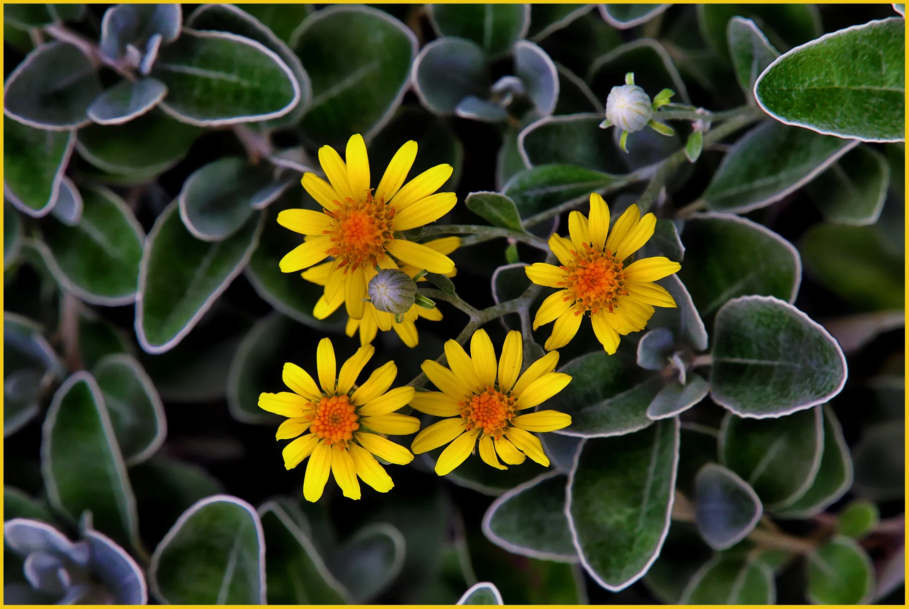 Flowers_Jun 11_2020_HDR_3B7516_peTexSup_4x6s.jpg