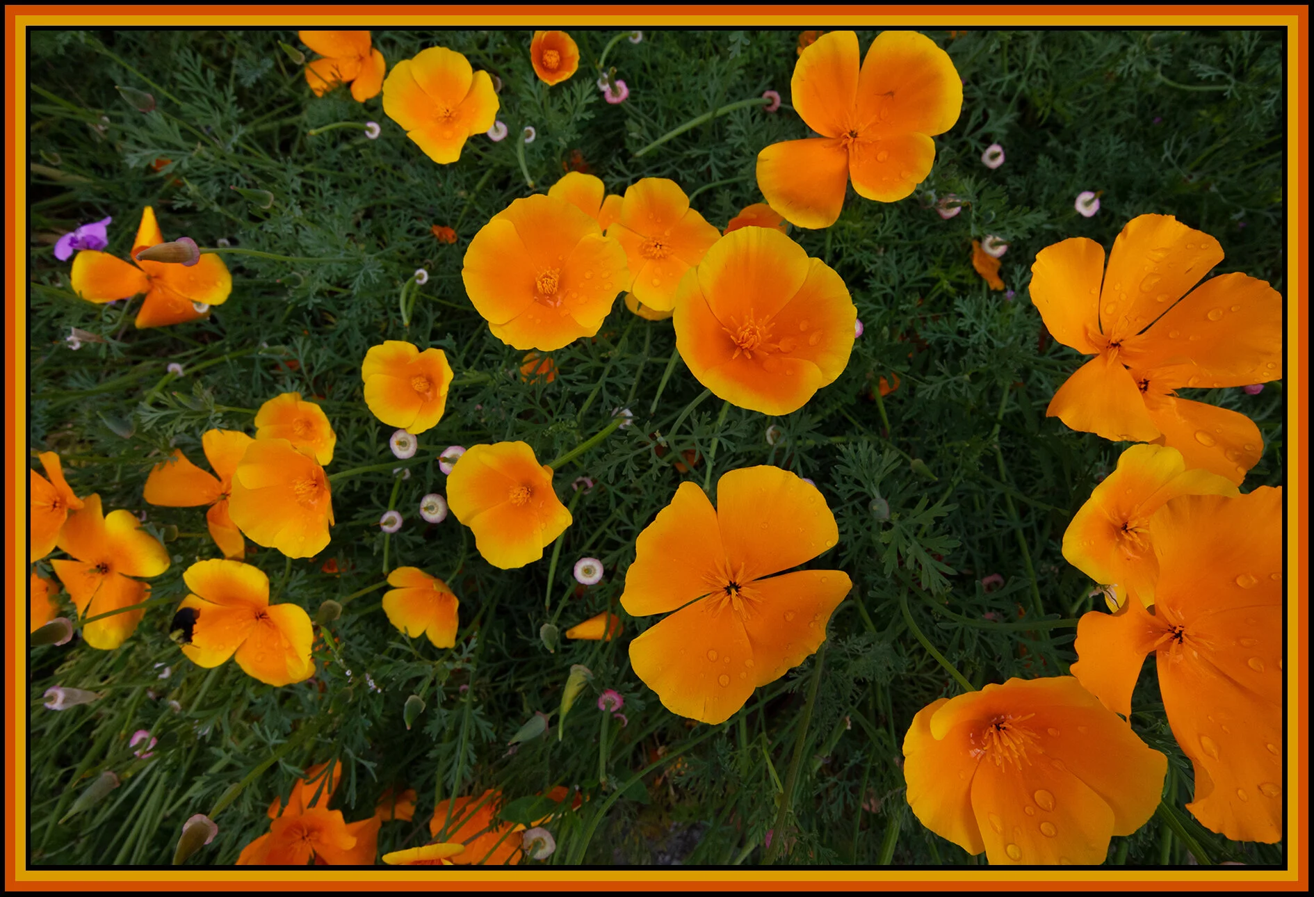 Flowers_Jun 24_2020_CR2_4F6989_4x6s.jpg