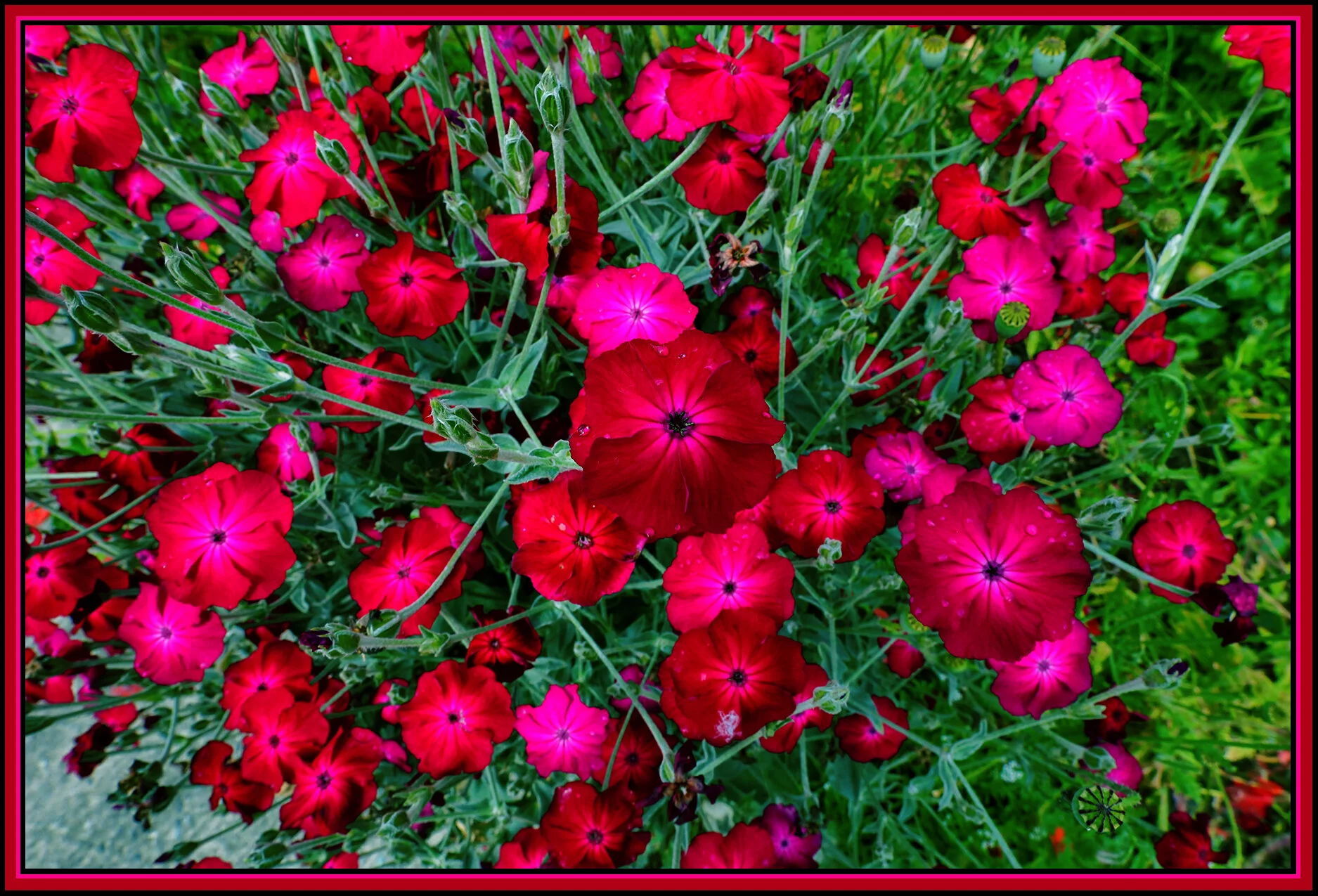 Flowers_Jun 24_2020_HDR_4F7007_4x6s.jpg