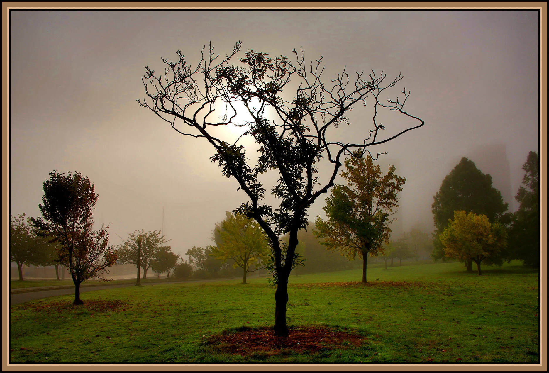 Devonian Pk Tree_Oct 7_2020_HDR_3B4606_peWater_Cs_4x6s.jpg