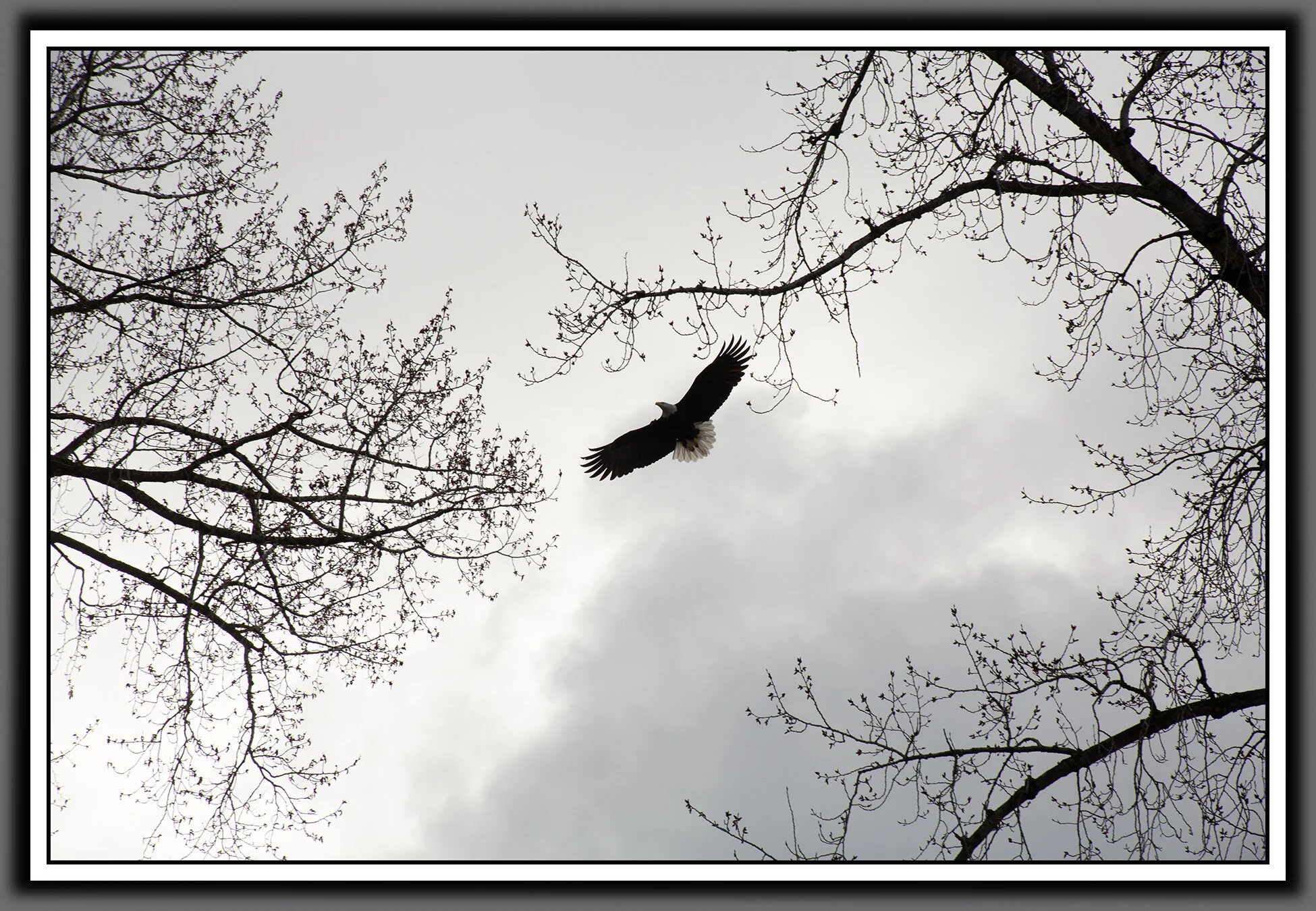 Eagle at PNE_Mar 29_2020_CR2_B0084_4x6ss.jpg