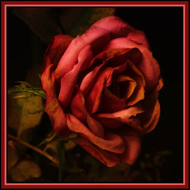 Flowers Rose_Dec 30_2018_HDR_D9876_pe_2x2_1.jpg