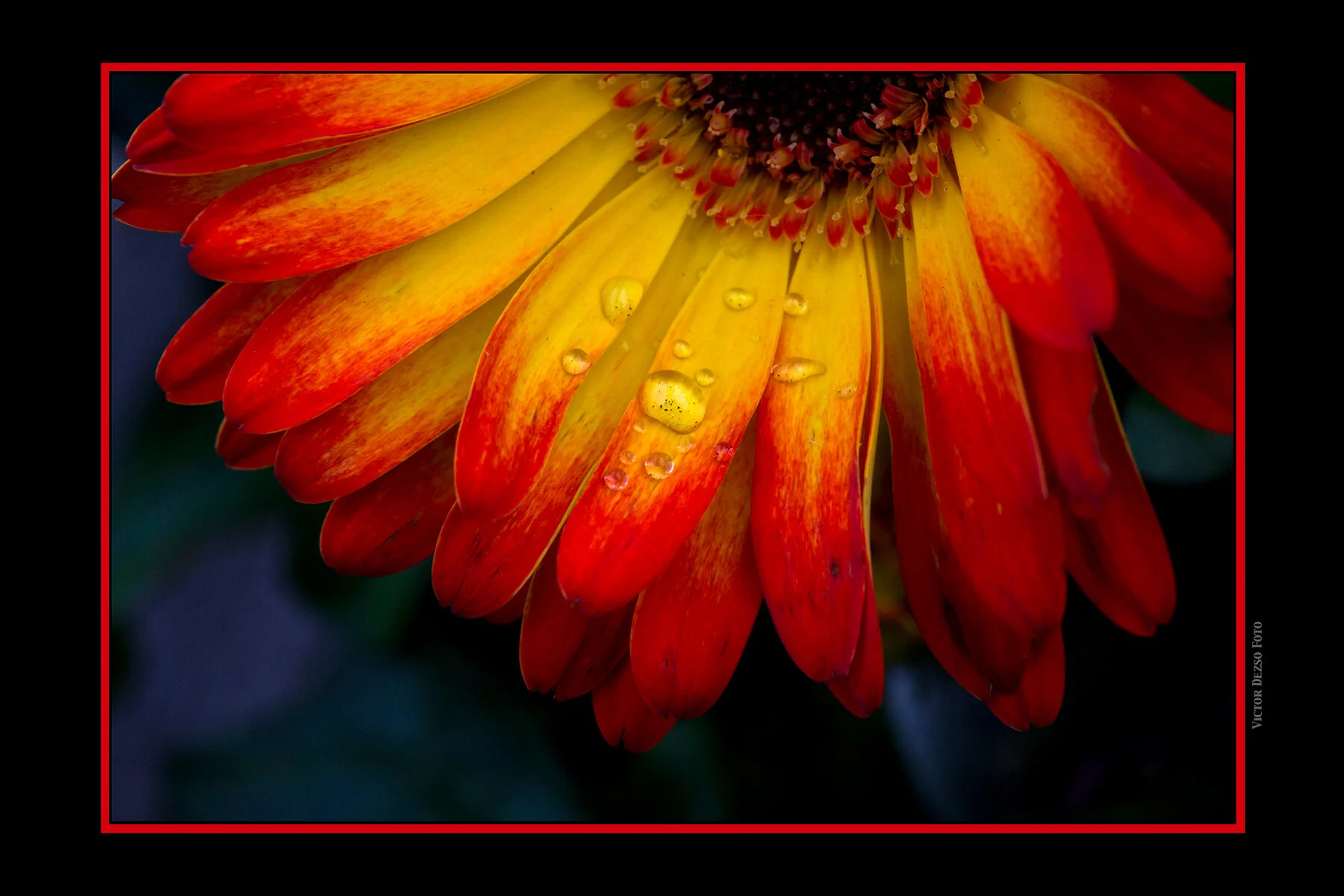 Flower Gerbera_Jun 12_2012_4626_4x6_1s.jpg