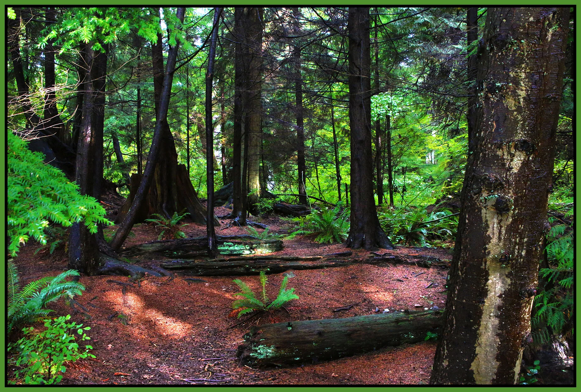 Stanley Pk Trees_Oct 10_2020_HDR_3B4722_peLuminosity_4x6s.jpg