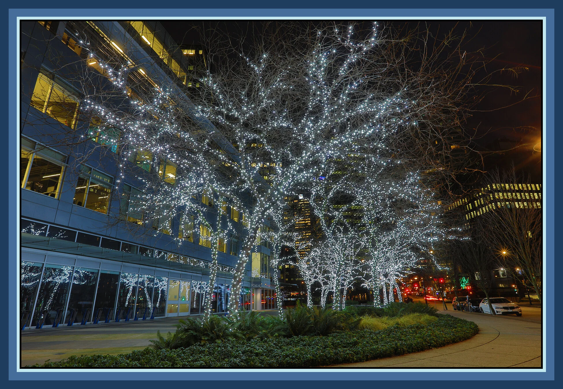 Trees  Lit-Up_Jan 2_2020_HDR_F1687_4x6s.jpg